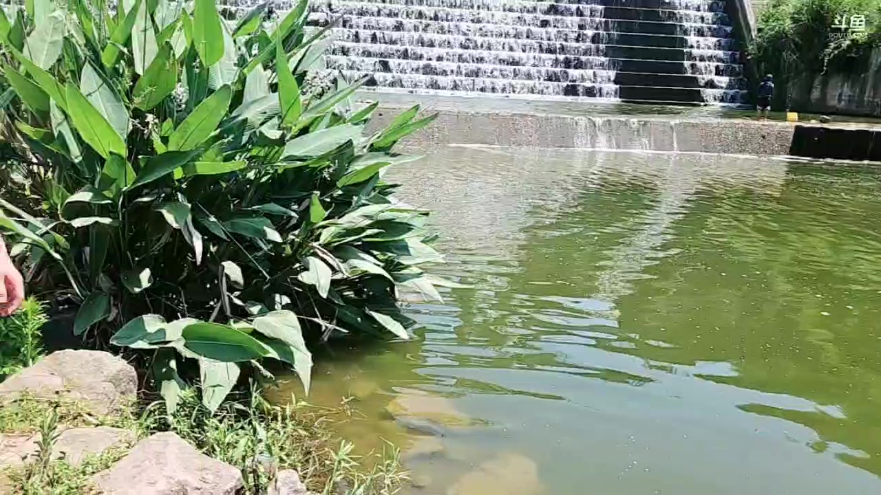 【2025-07-05 14点场】逐梦兄弟：钓鱼佬打龟的一天
