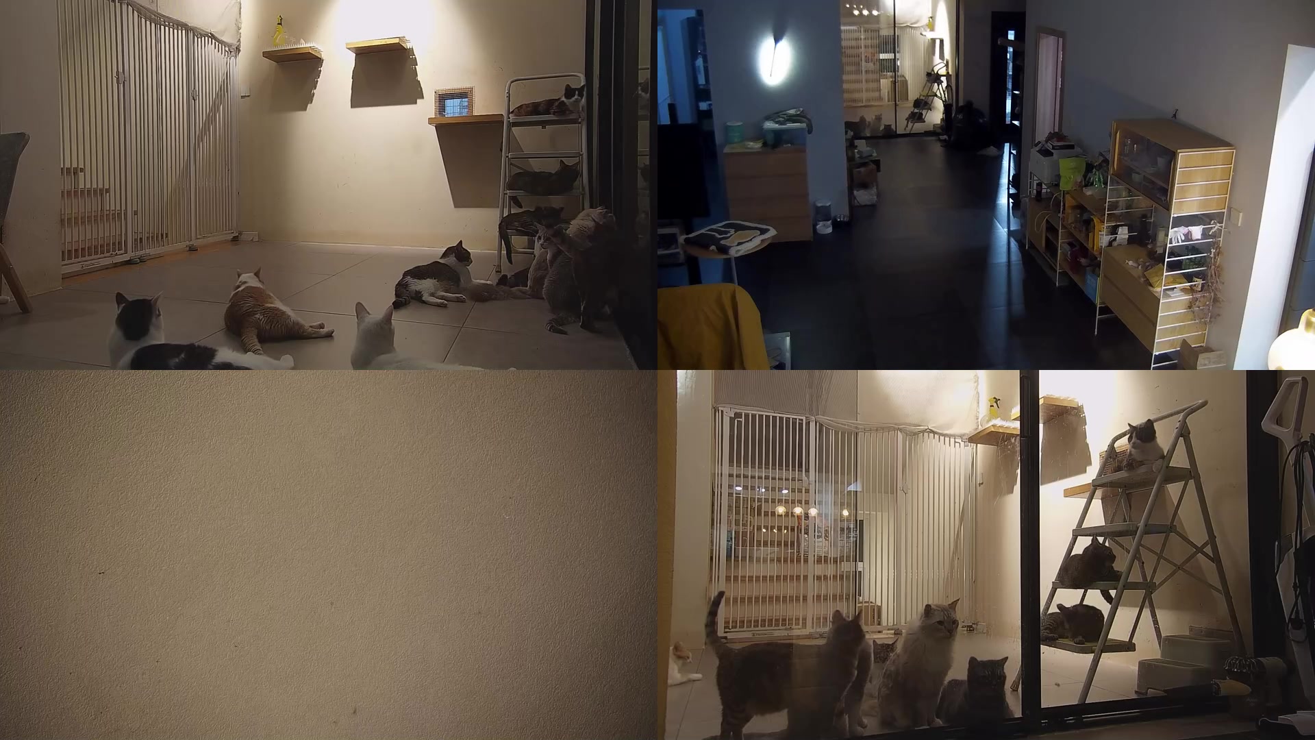 【2025-07-07 19点场】喵放送：喵放送☀️喵呜~