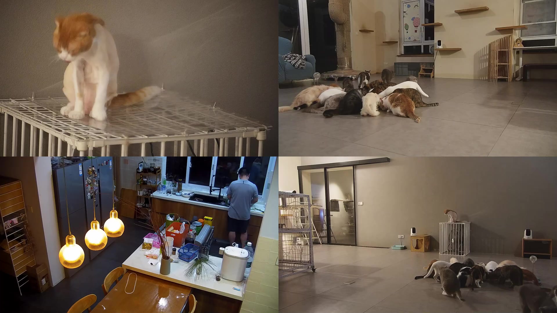 【2025-07-08 19点场】喵放送：喵放送☀️喵呜~