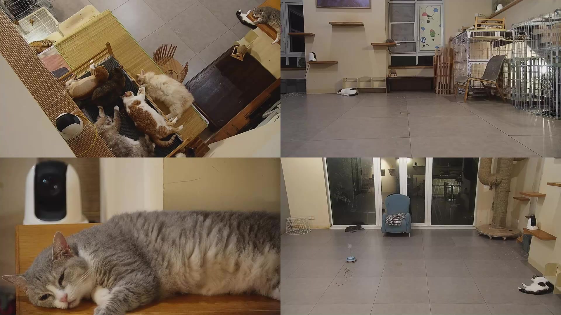 【2025-07-17 03点场】喵放送：喵放送☀️喵呜~