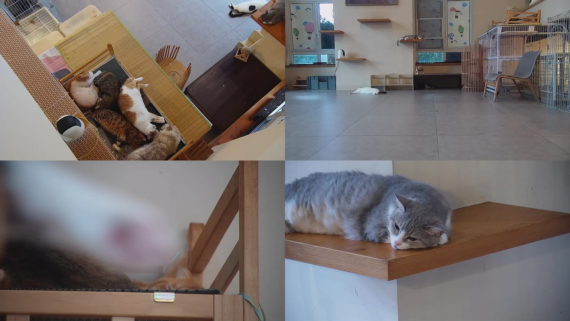 【2025-07-17 05点场】喵放送：喵放送☀️喵呜~