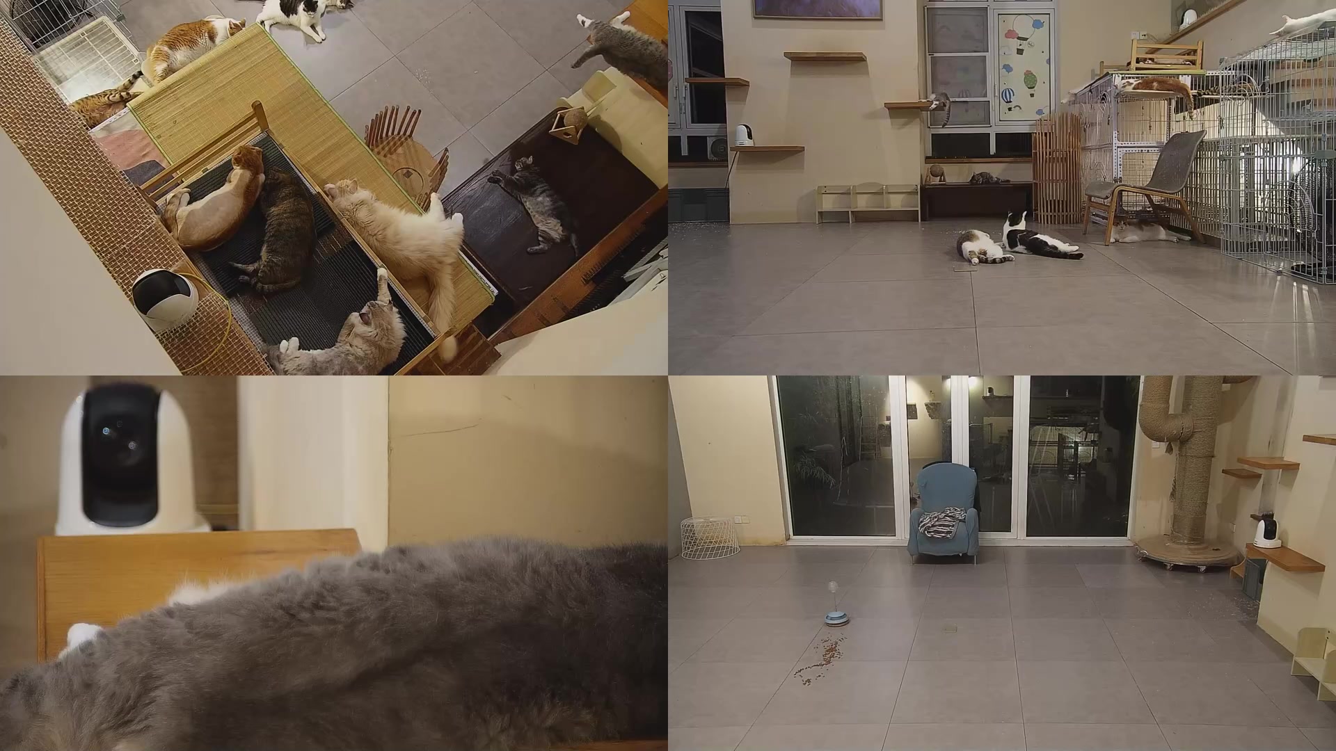 【2025-07-17 01点场】喵放送：喵放送☀️喵呜~