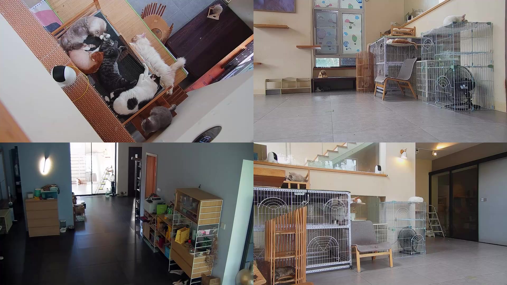 【2025-07-19 11点场】喵放送：喵放送☀️喵呜~