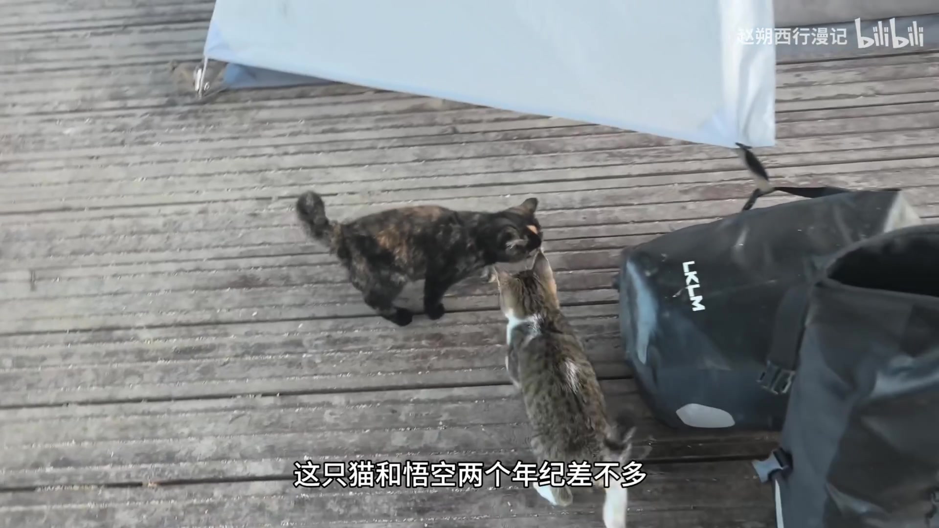 【2025-07-23 22点场】猫叔灬灬：【猫叔】明末渊虚之羽出分了，一起来看看吧