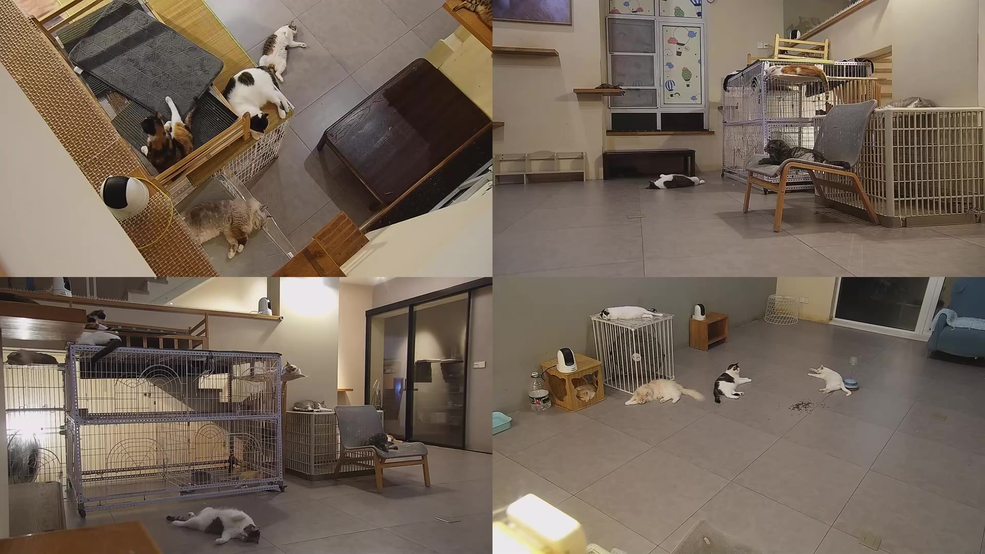 【2025-07-25 03点场】喵放送：喵放送☀️喵呜~