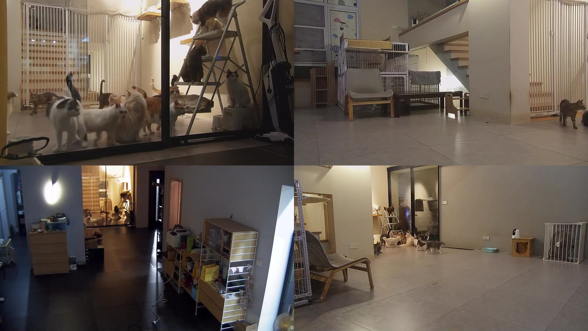 【2025-07-29 19点场】喵放送：喵放送☀️喵呜~