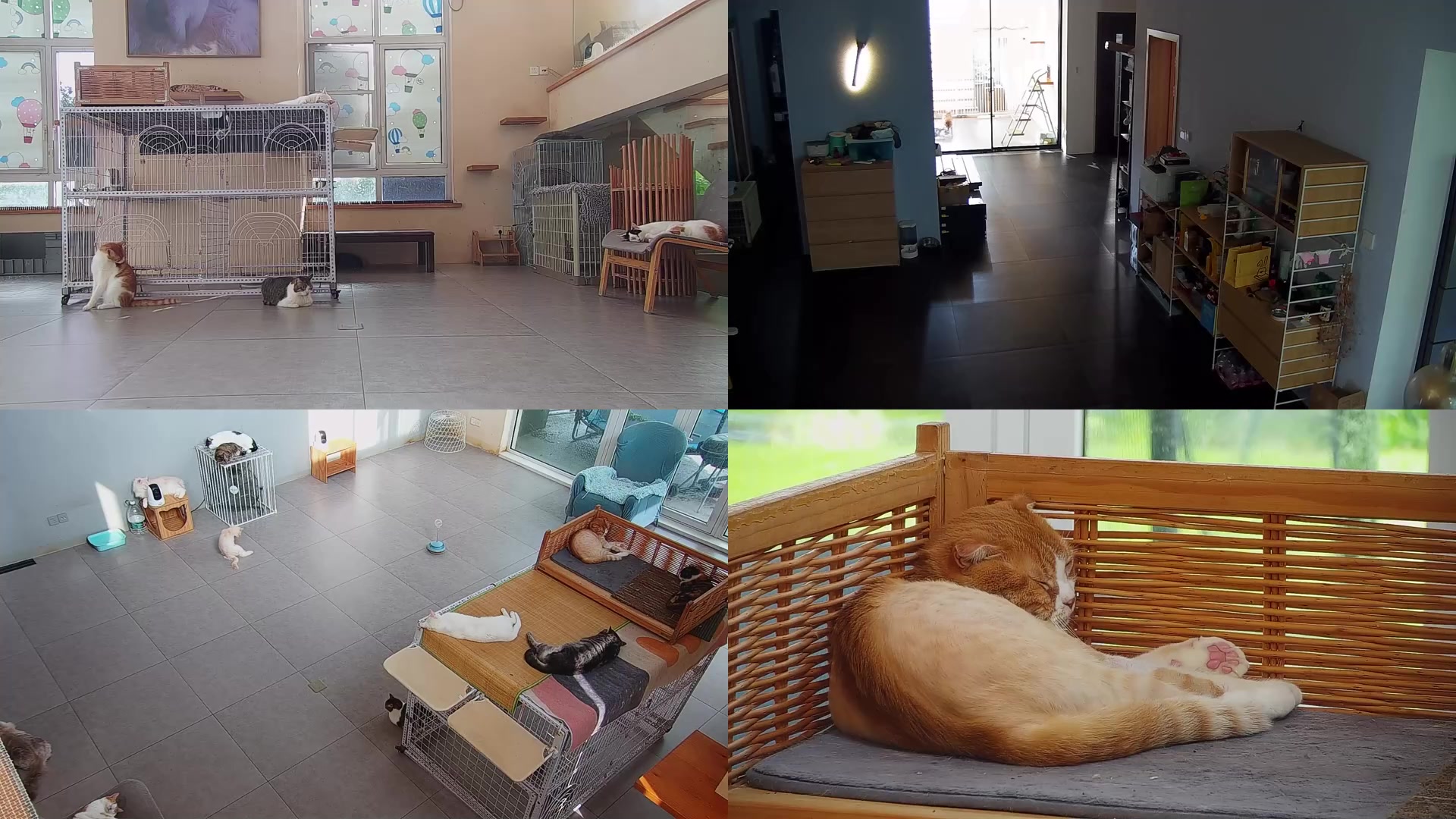 【2025-07-31 15点场】喵放送：喵放送☀️喵呜~