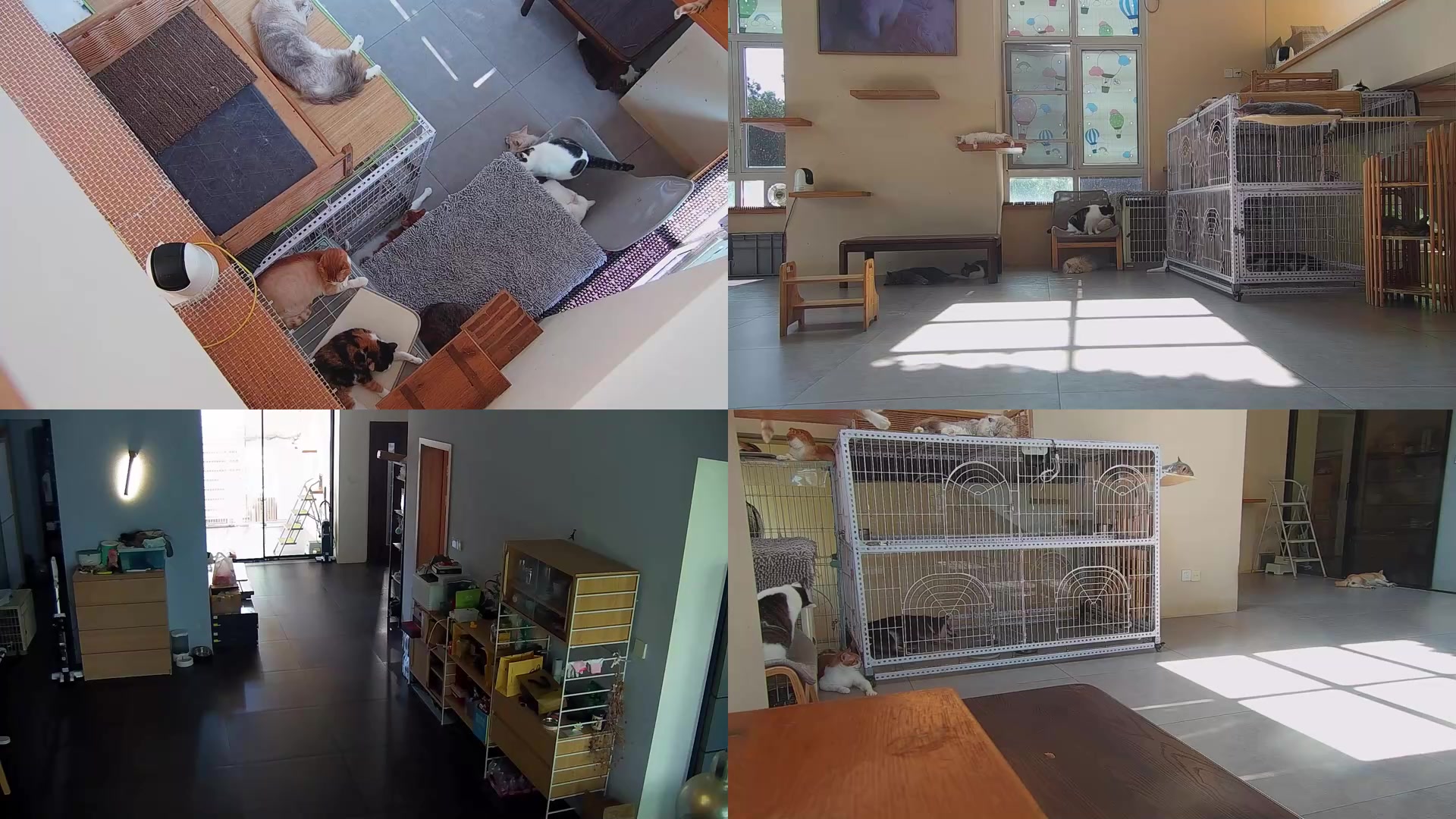 【2025-08-03 13点场】喵放送：喵放送☀️喵呜~