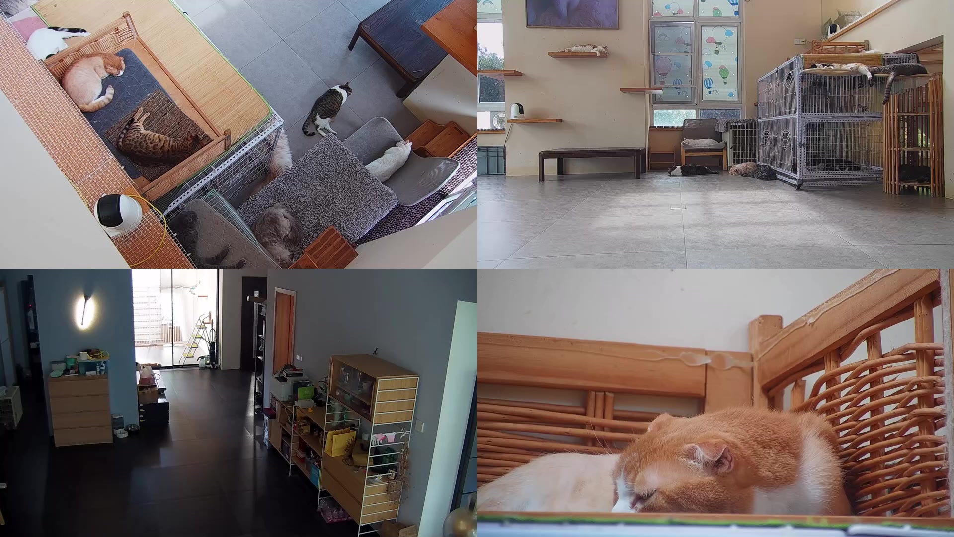 【2025-08-07 13点场】喵放送：喵放送☀️喵呜~