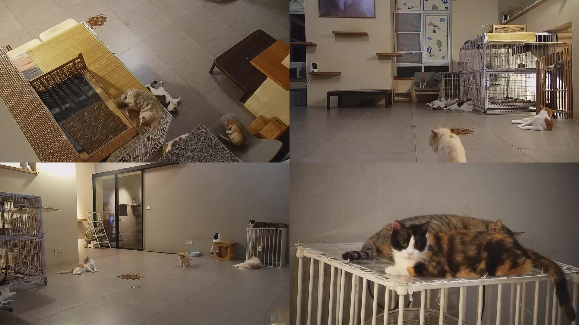 【2025-08-07 23点场】喵放送：喵放送☀️喵呜~