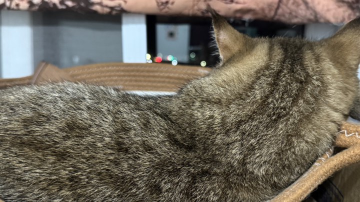 【2025-8-9 20点场】你的派子丶:又怕又要看 又菜又爱玩 哎呀呀