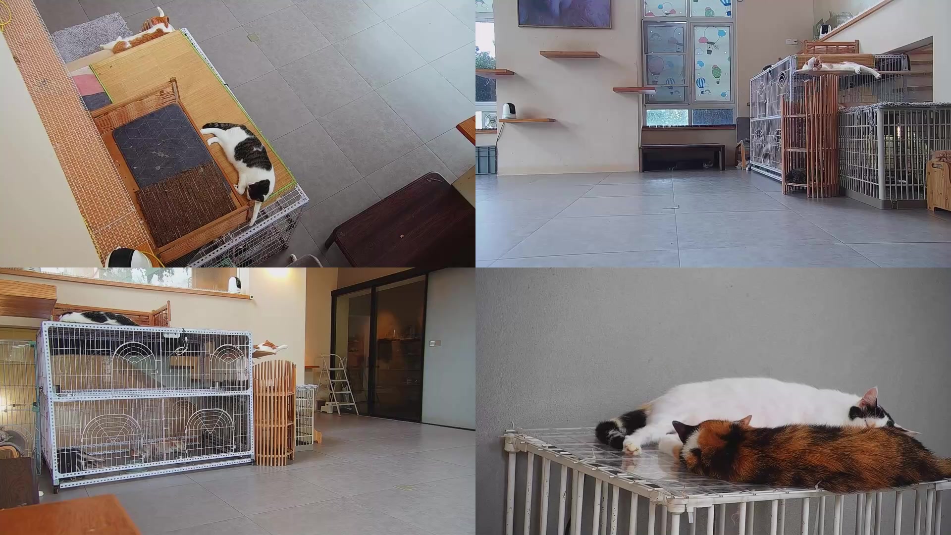 【2025-08-10 07点场】喵放送：喵放送☀️喵呜~