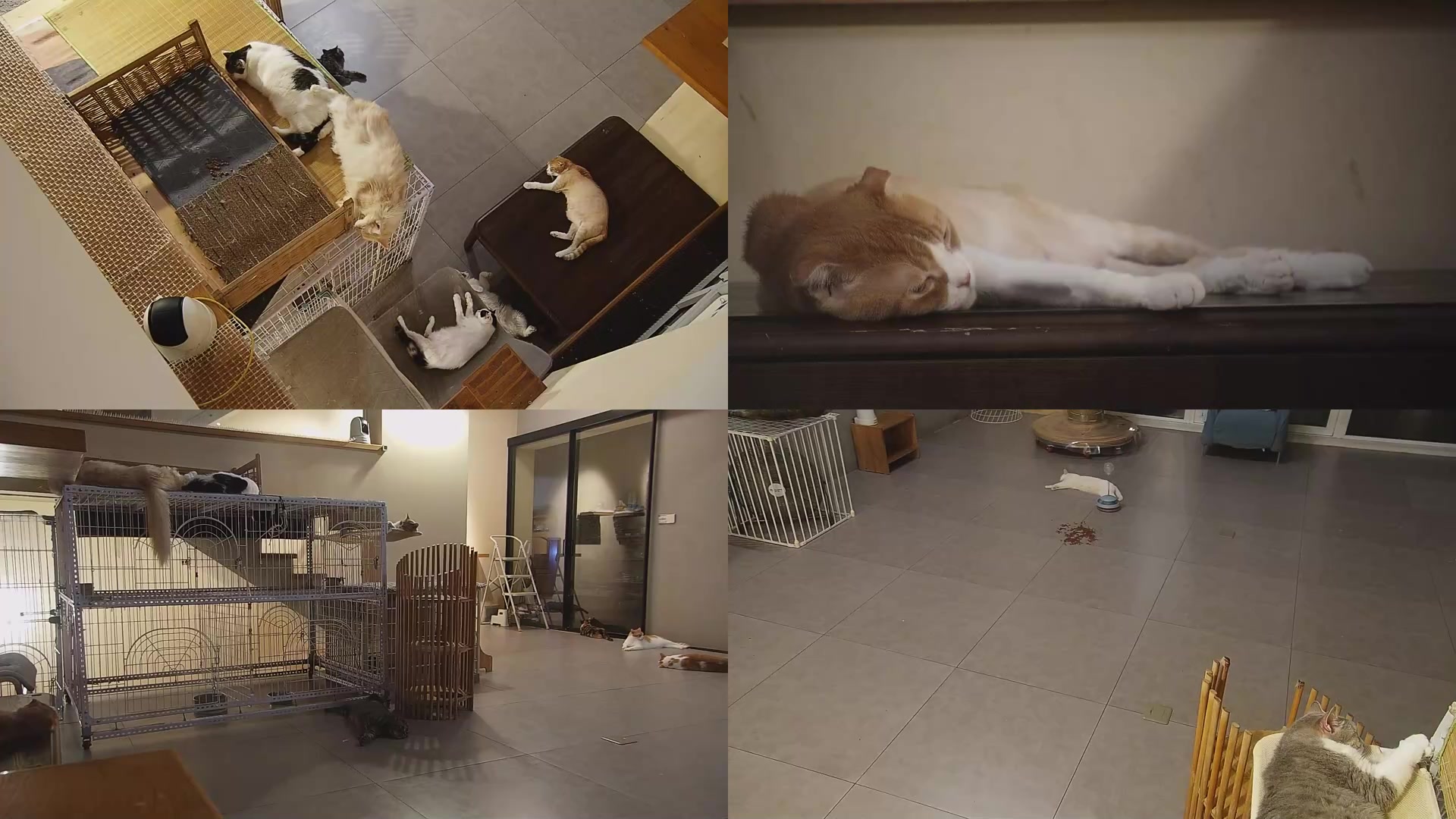 【2025-08-10 23点场】喵放送：喵放送☀️喵呜~