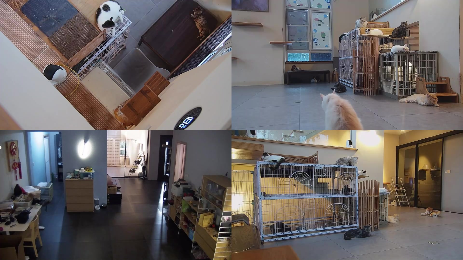 【2025-08-12 17点场】喵放送：喵放送☀️喵呜~