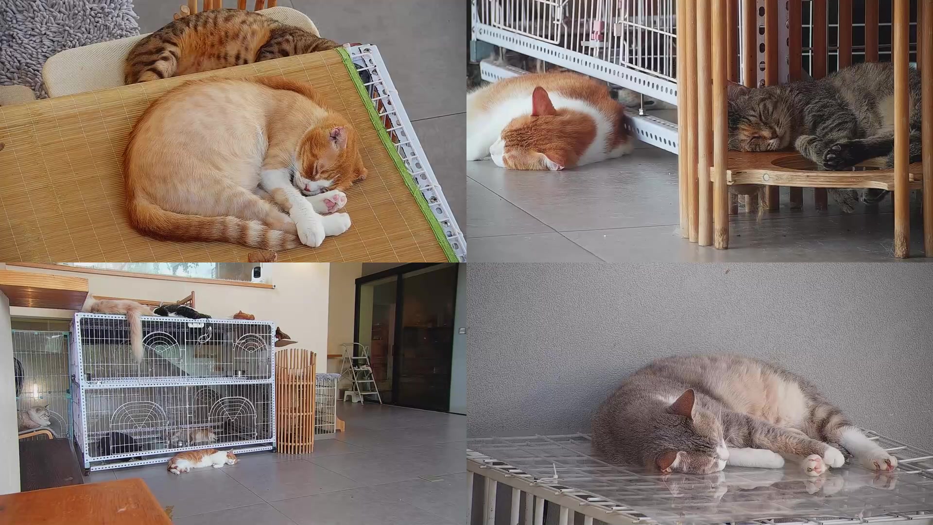 【2025-08-15 09点场】喵放送：喵放送☀️喵呜~