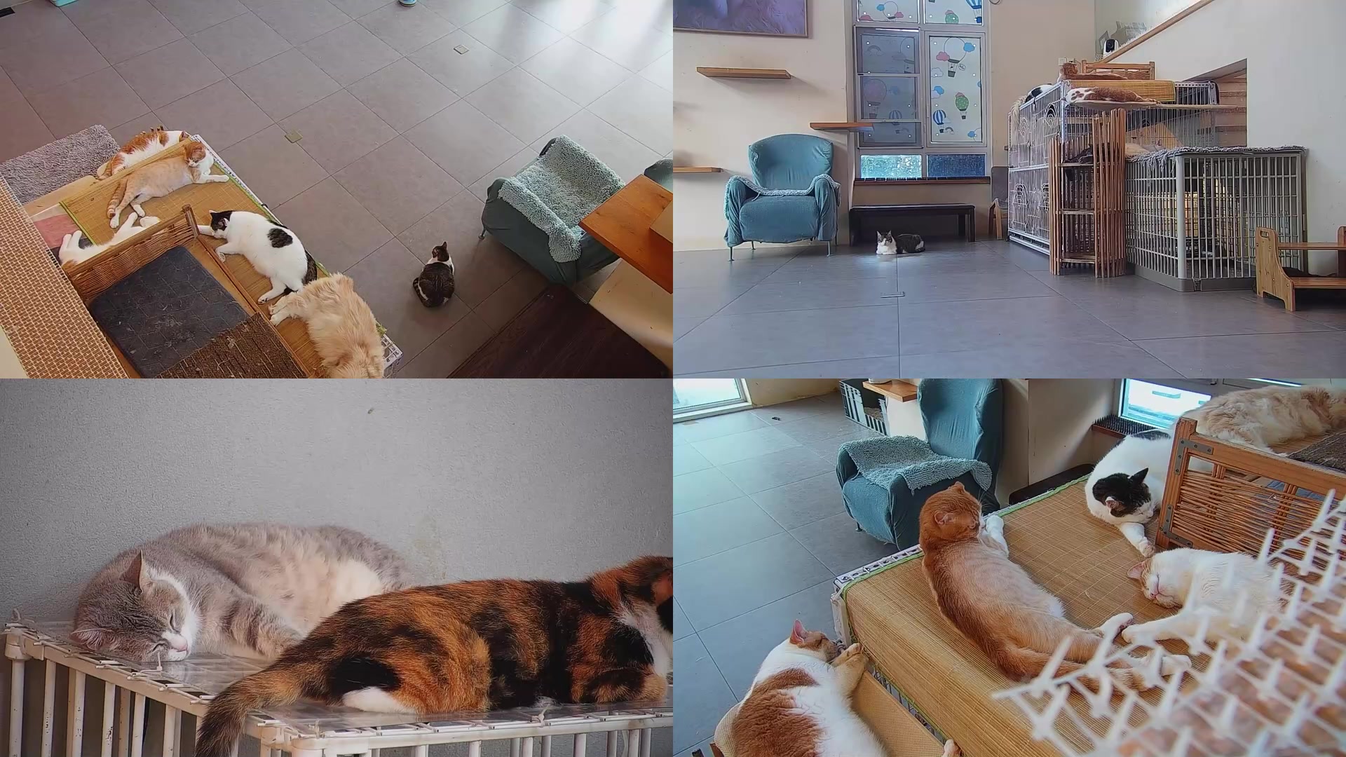 【2025-08-17 05点场】喵放送：喵放送☀️喵呜~