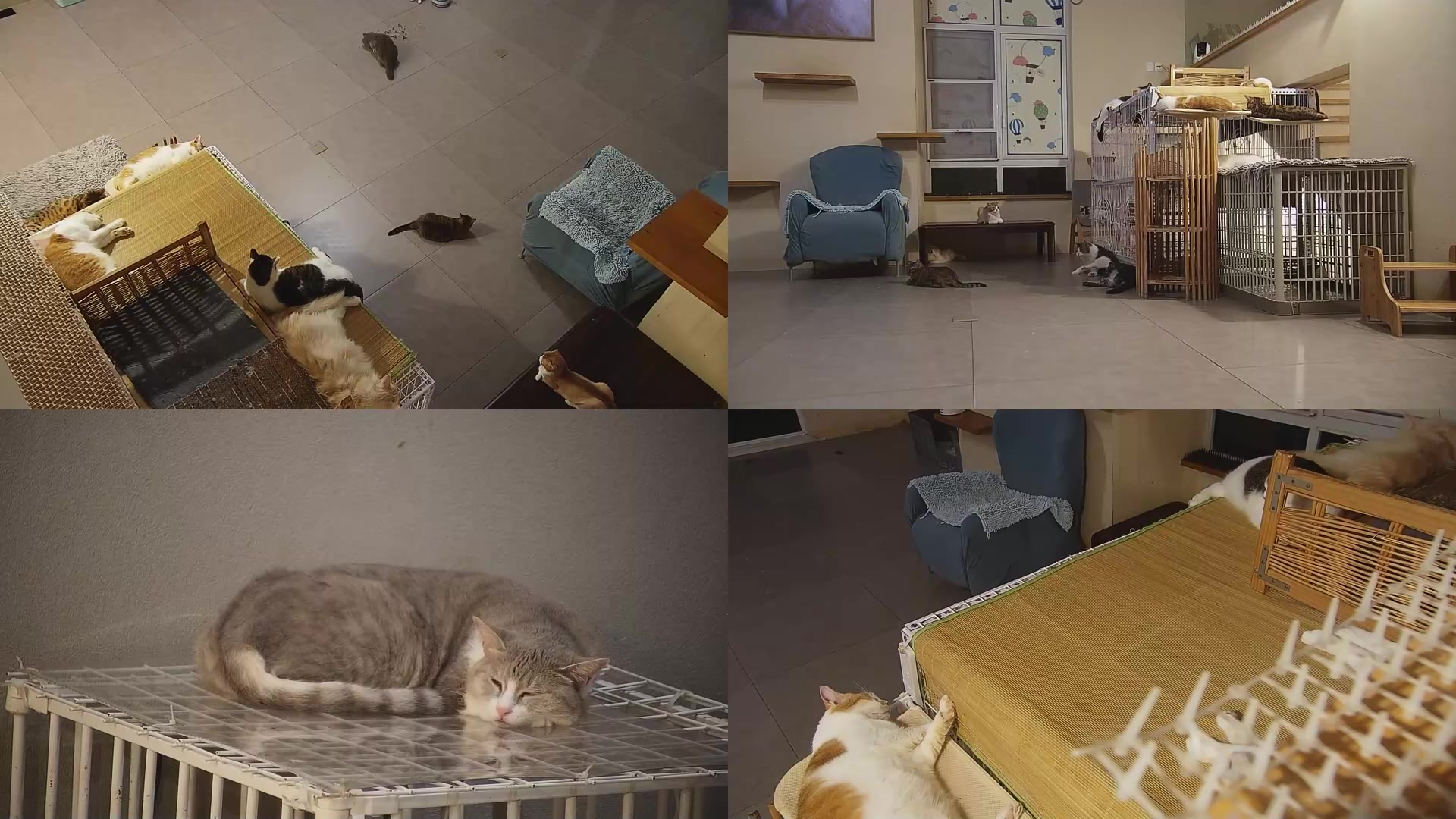 【2025-08-17 03点场】喵放送：喵放送☀️喵呜~