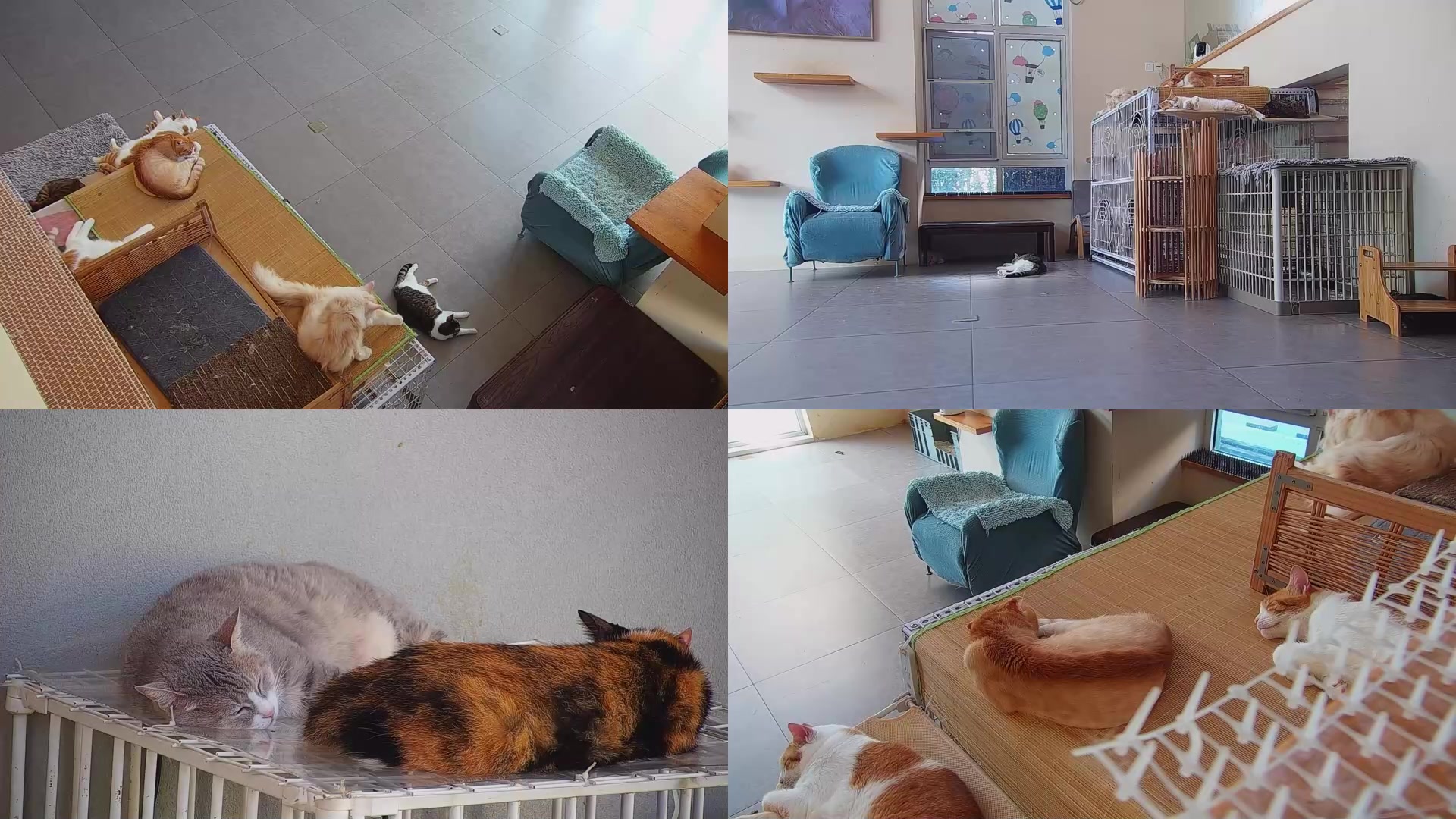 【2025-08-17 07点场】喵放送：喵放送☀️喵呜~