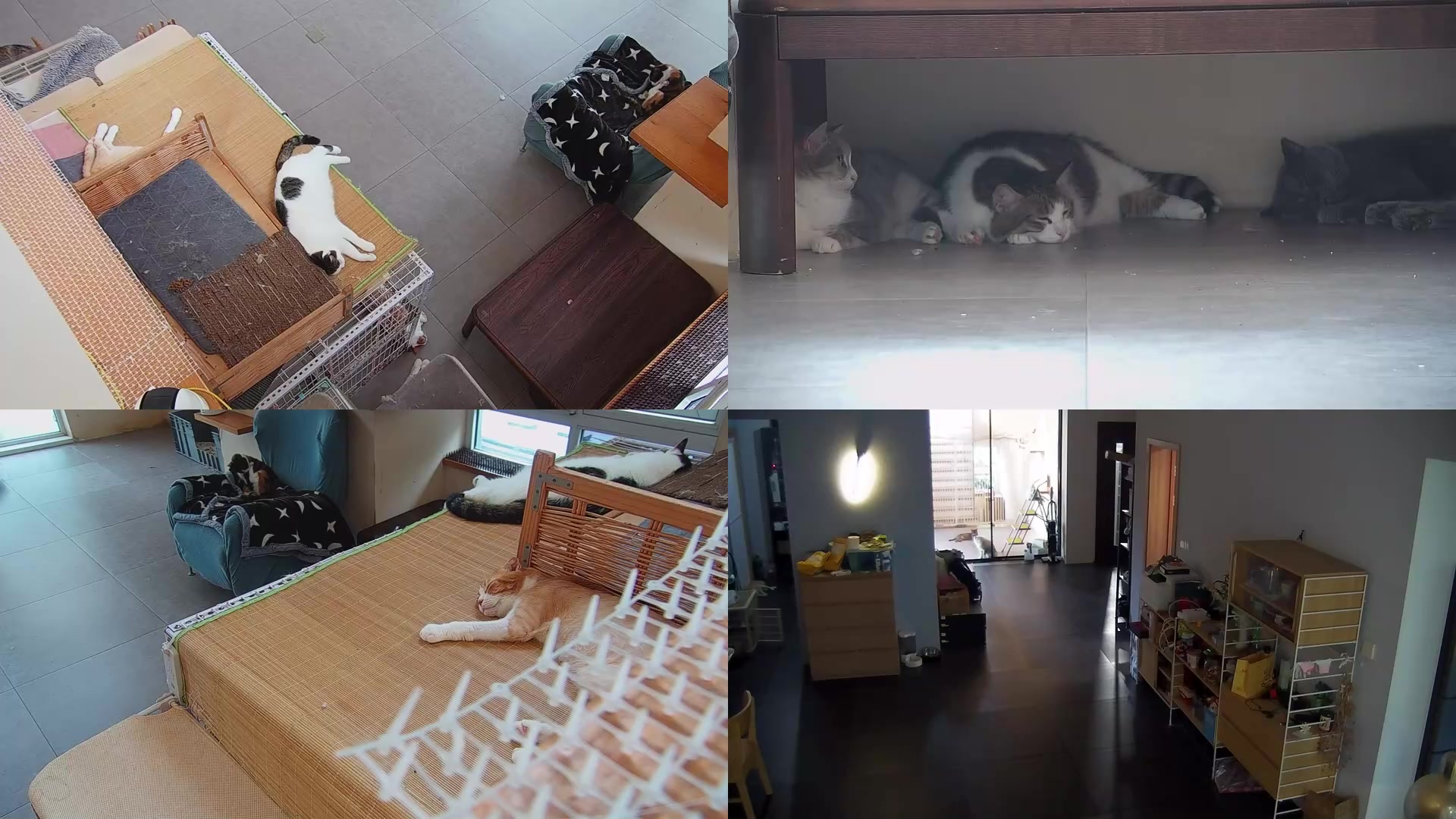 【2025-08-20 13点场】喵放送：喵放送☀️喵呜~