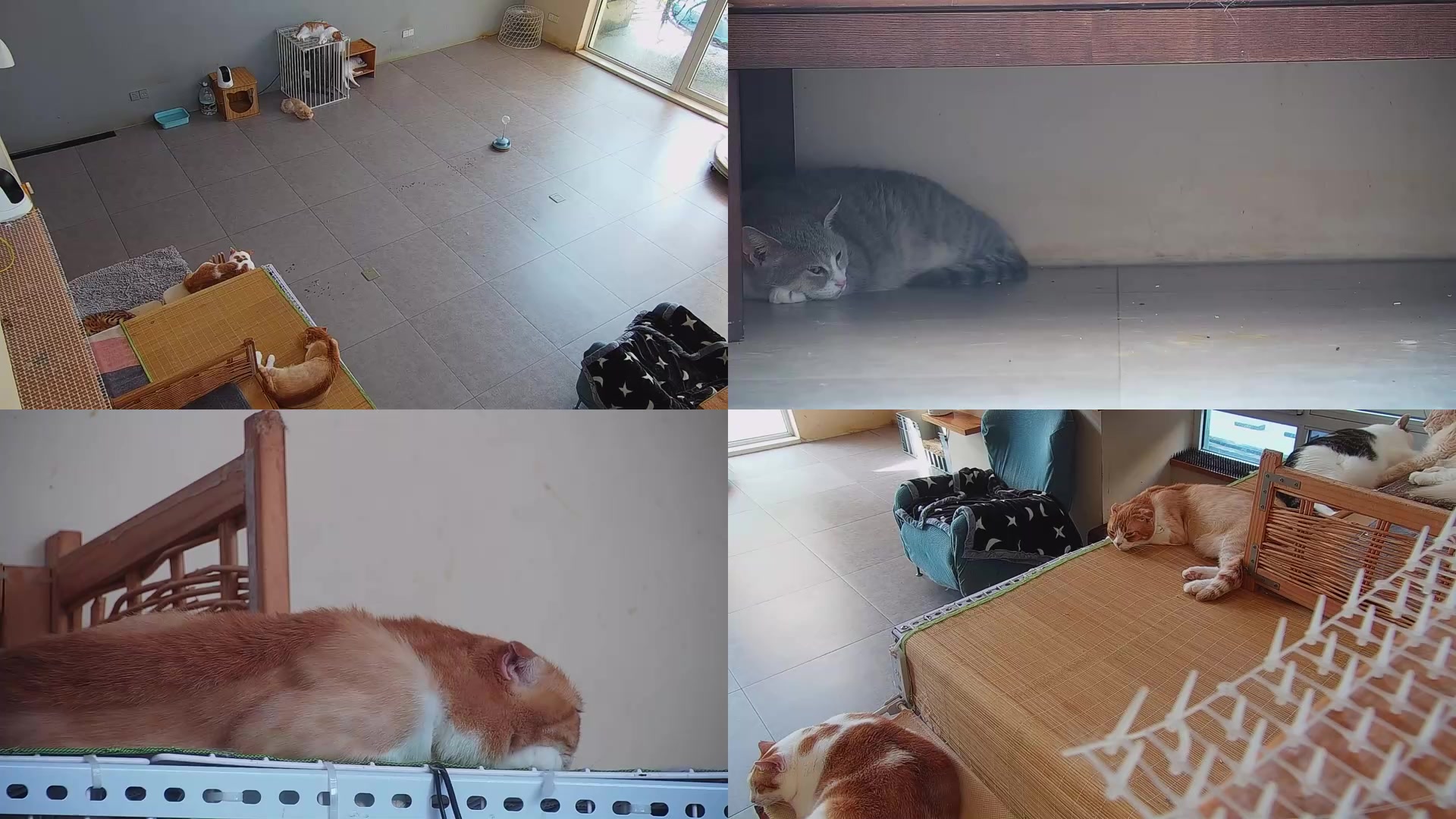 【2025-08-22 08点场】喵放送：喵放送☀️喵呜~