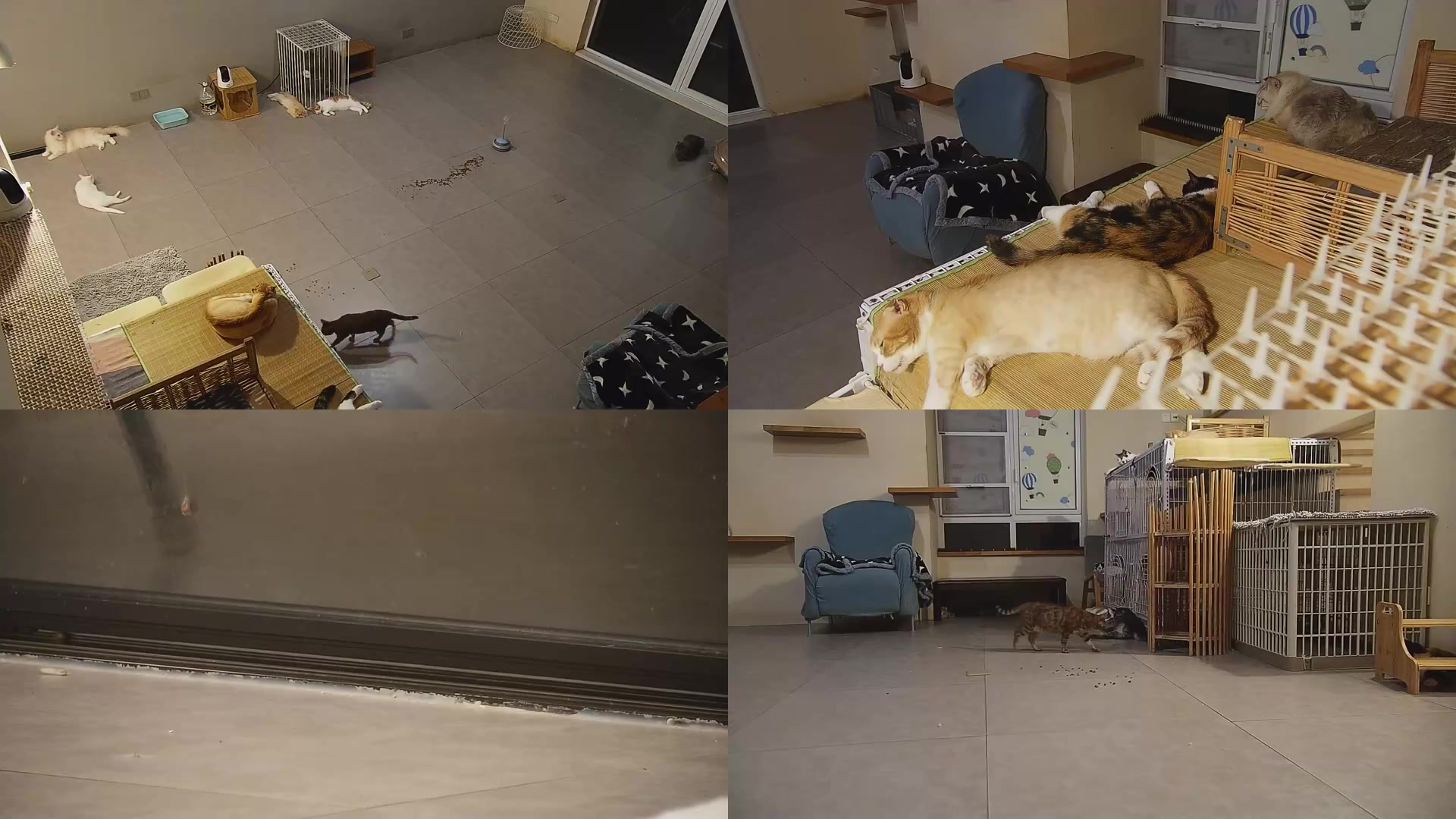 【2025-08-22 04点场】喵放送：喵放送☀️喵呜~