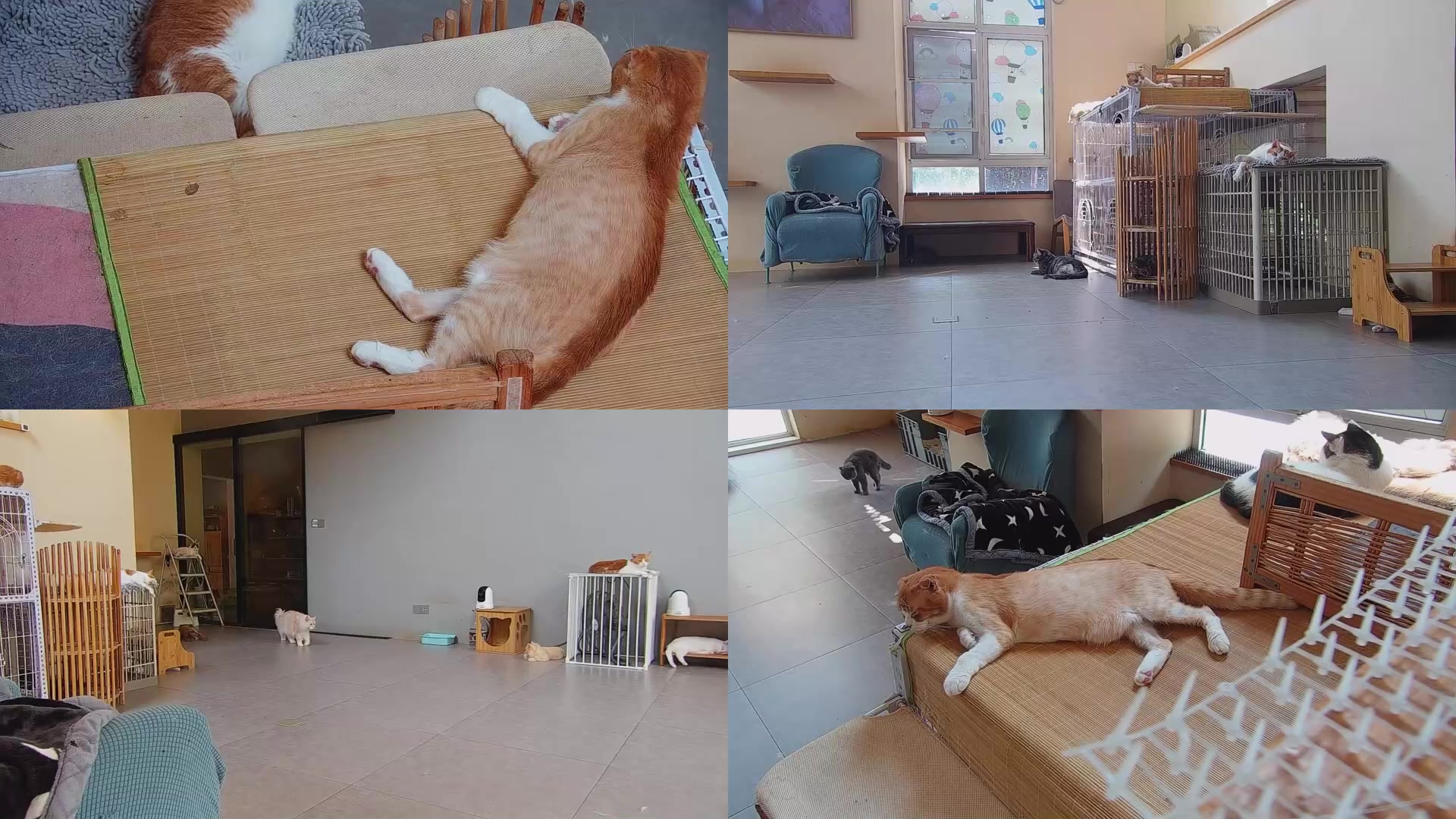 【2025-08-22 12点场】喵放送：喵放送☀️喵呜~