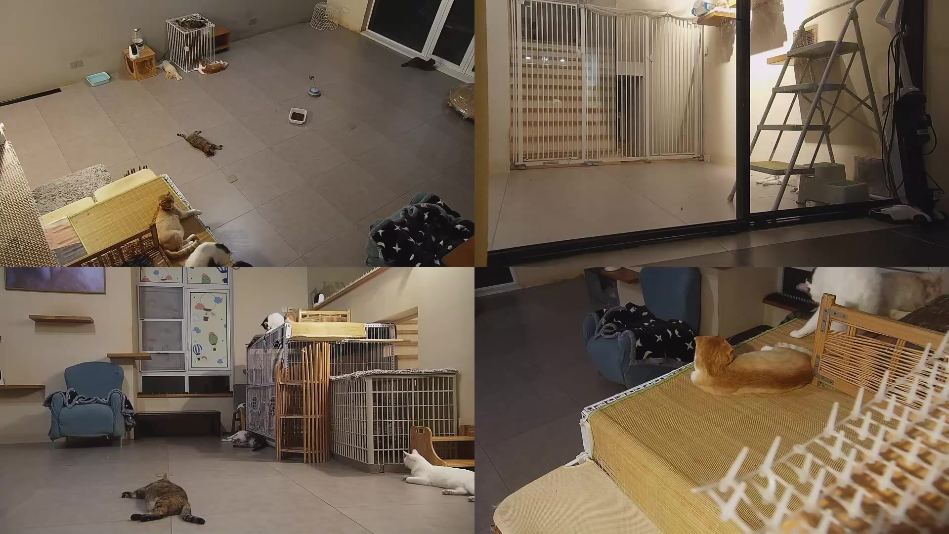 【2025-08-22 22点场】喵放送：喵放送☀️喵呜~