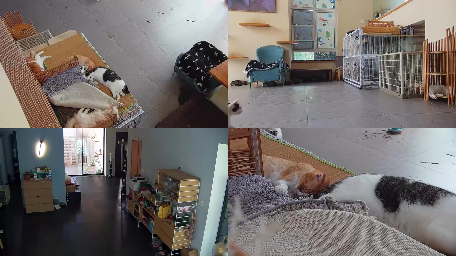 【2025-08-27 10点场】喵放送：喵放送☀️喵呜~