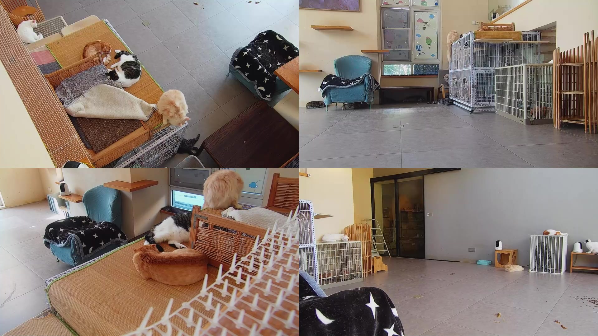 【2025-08-27 08点场】喵放送：喵放送☀️喵呜~