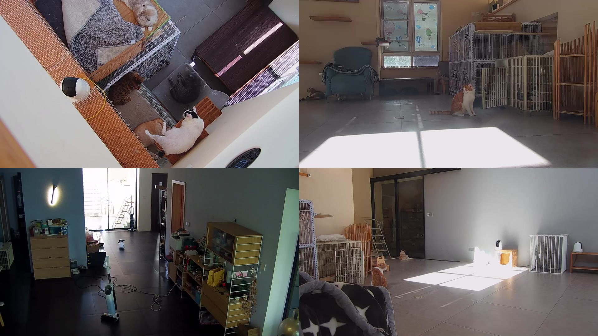 【2025-08-27 14点场】喵放送：喵放送☀️喵呜~