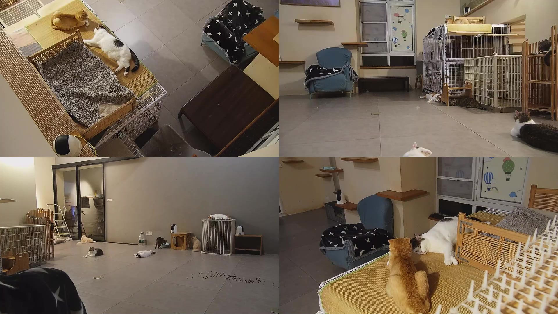 【2025-08-30 00点场】喵放送：喵放送☀️喵呜~