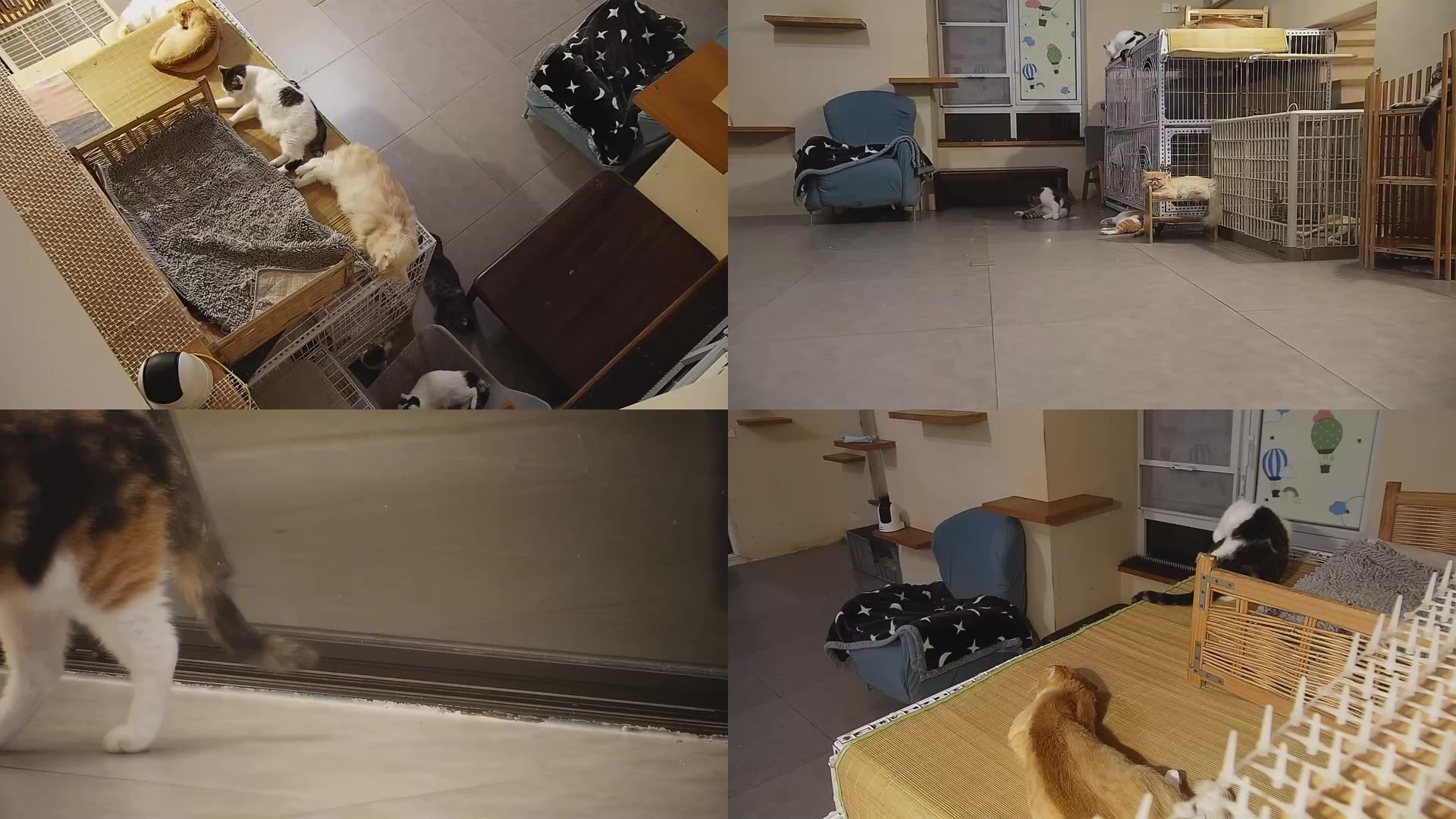 【2025-08-30 04点场】喵放送：喵放送☀️喵呜~