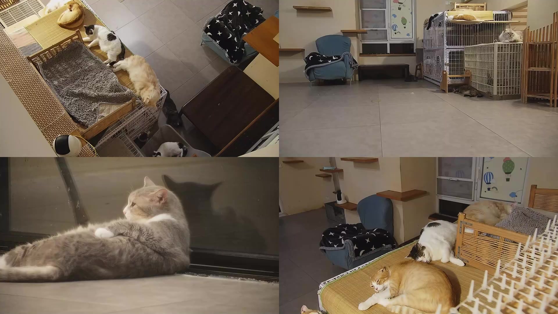 【2025-08-30 02点场】喵放送：喵放送☀️喵呜~