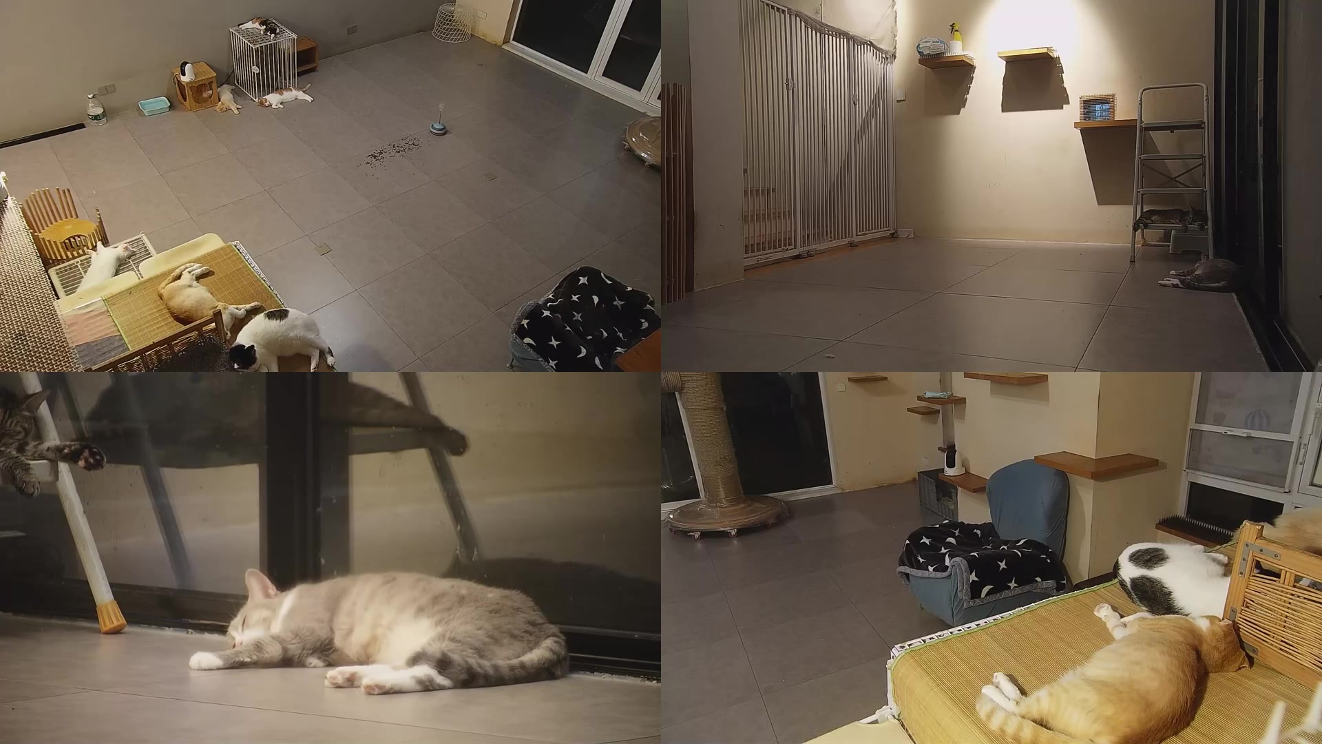 【2025-08-29 22点场】喵放送：喵放送☀️喵呜~