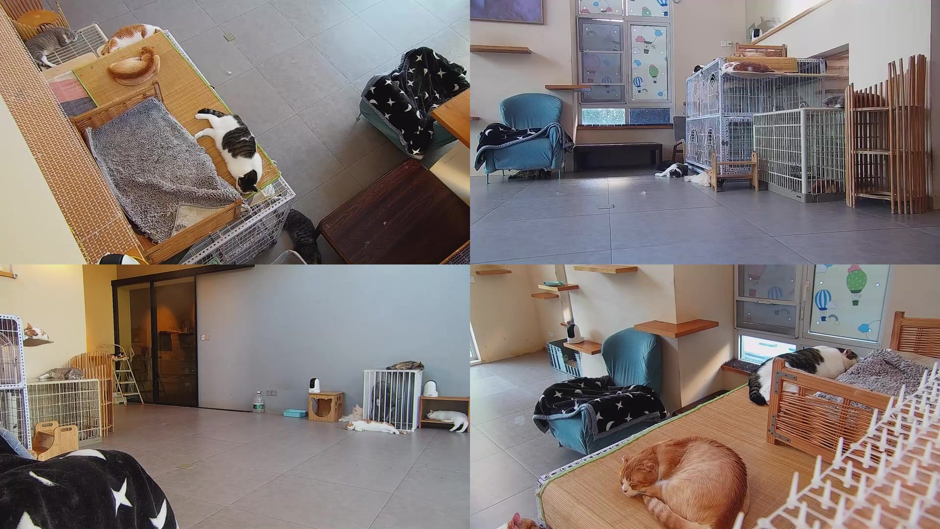 【2025-08-30 06点场】喵放送：喵放送☀️喵呜~