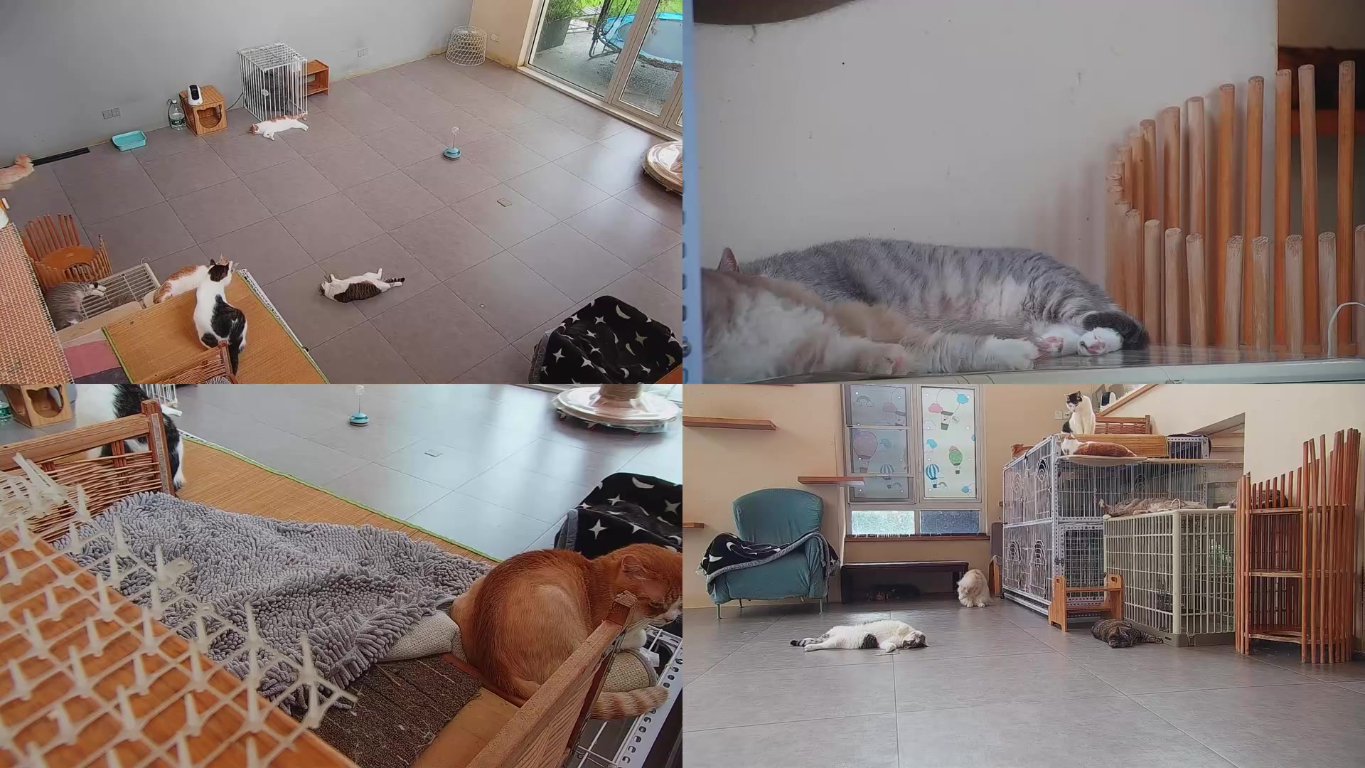 【2025-09-01 16点场】喵放送：喵放送☀️喵呜~