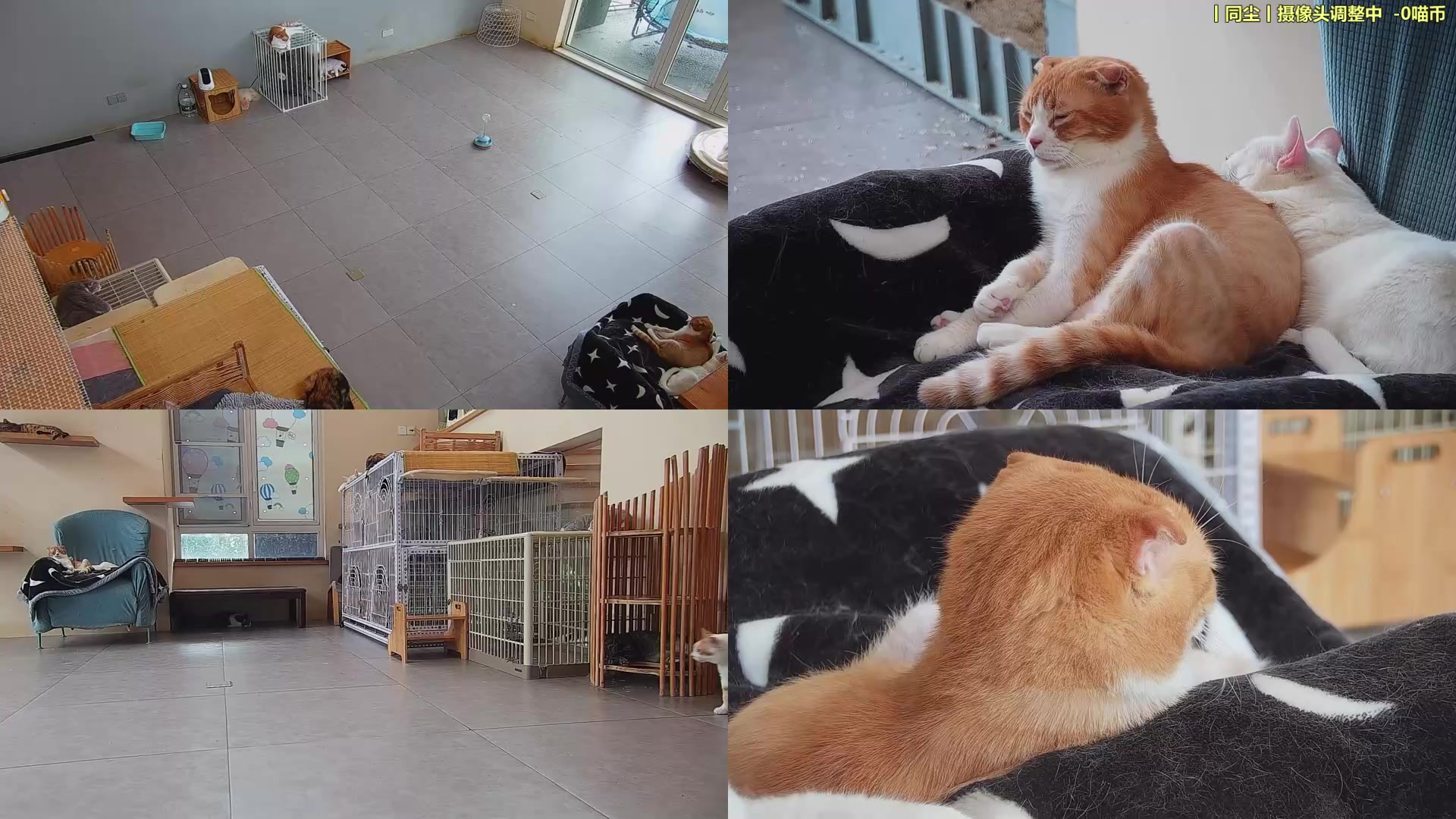 【2025-09-02 12点场】喵放送：喵放送☀️喵呜~