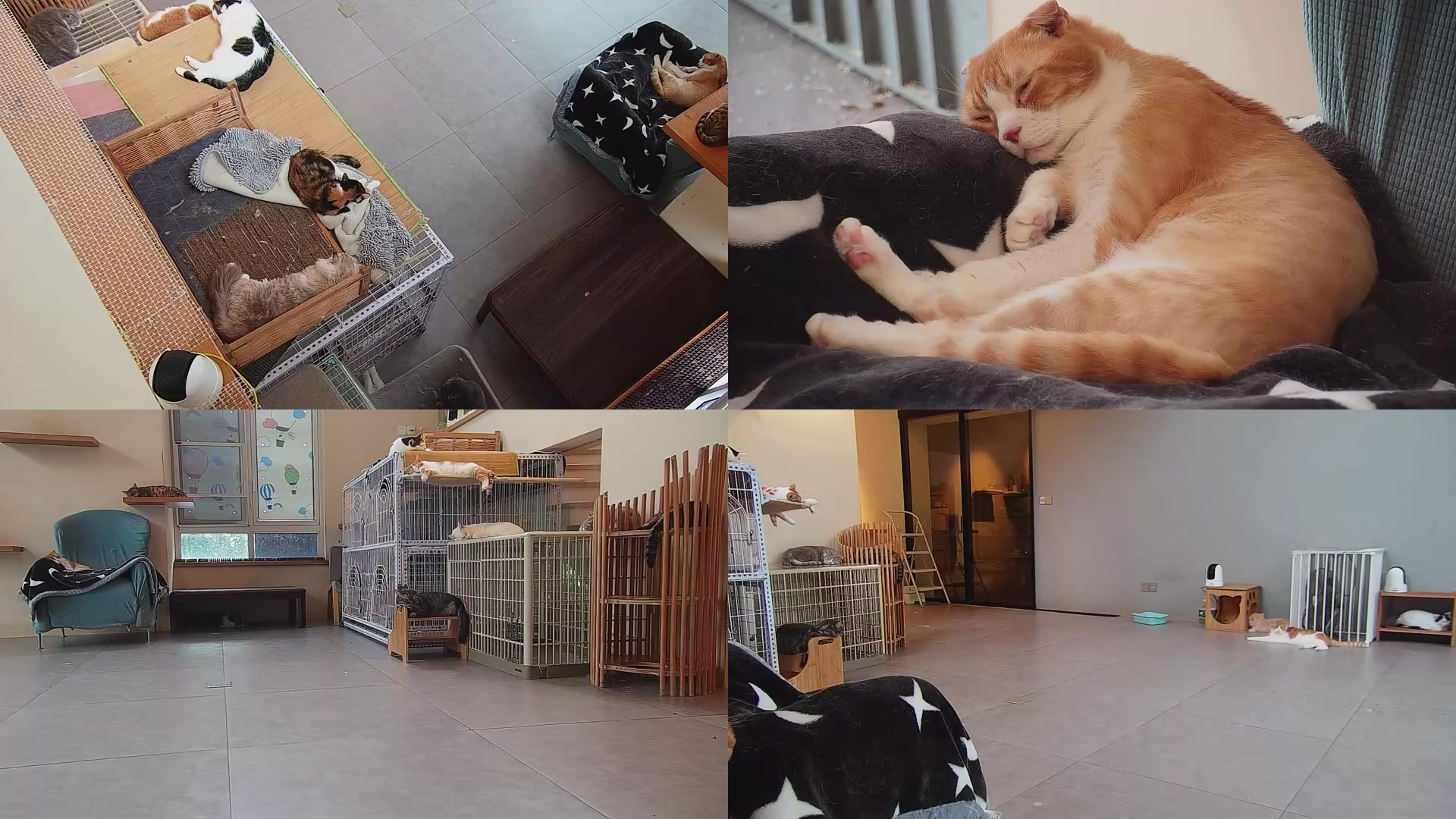 【2025-09-02 14点场】喵放送：喵放送☀️喵呜~