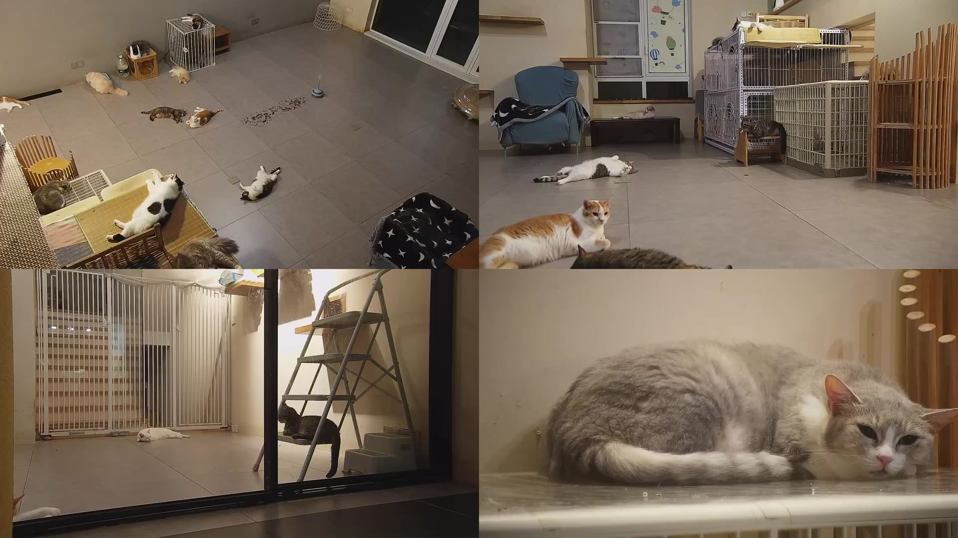 【2025-09-02 20点场】喵放送：喵放送☀️喵呜~