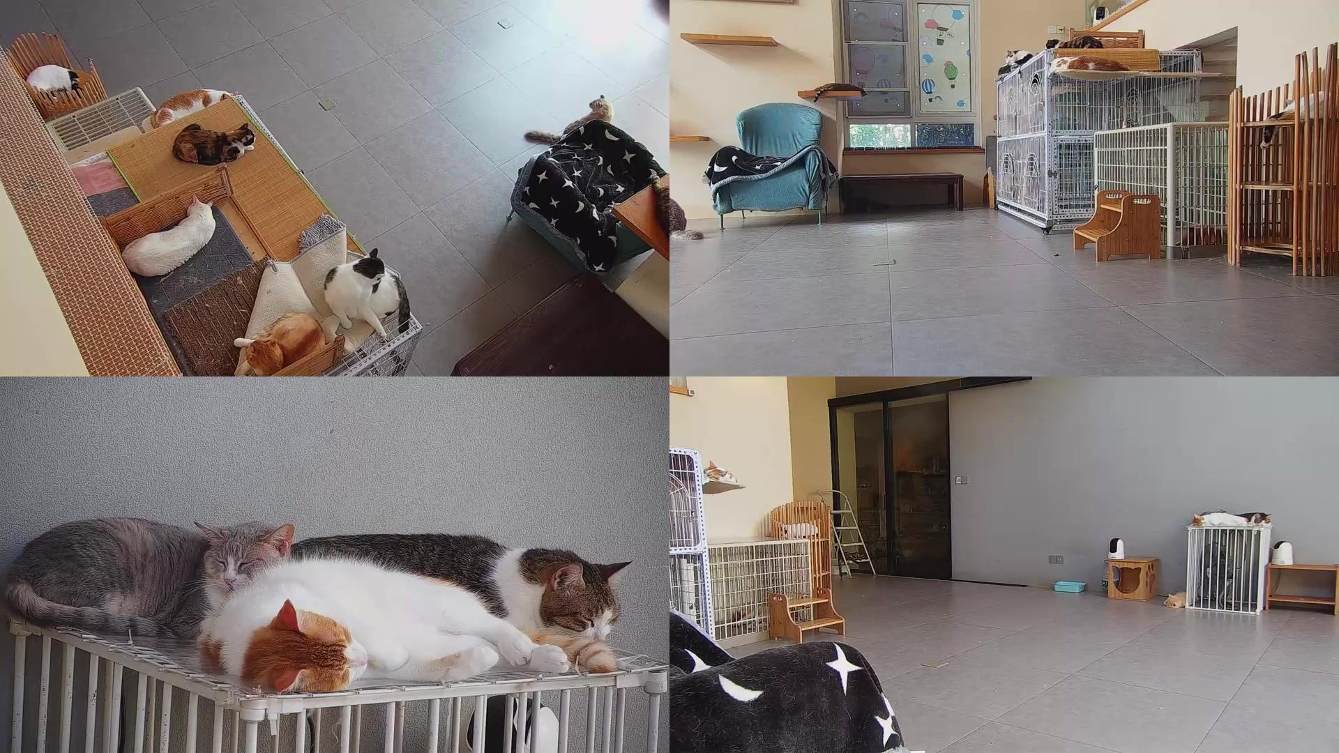 【2025-09-03 08点场】喵放送：喵放送☀️喵呜~