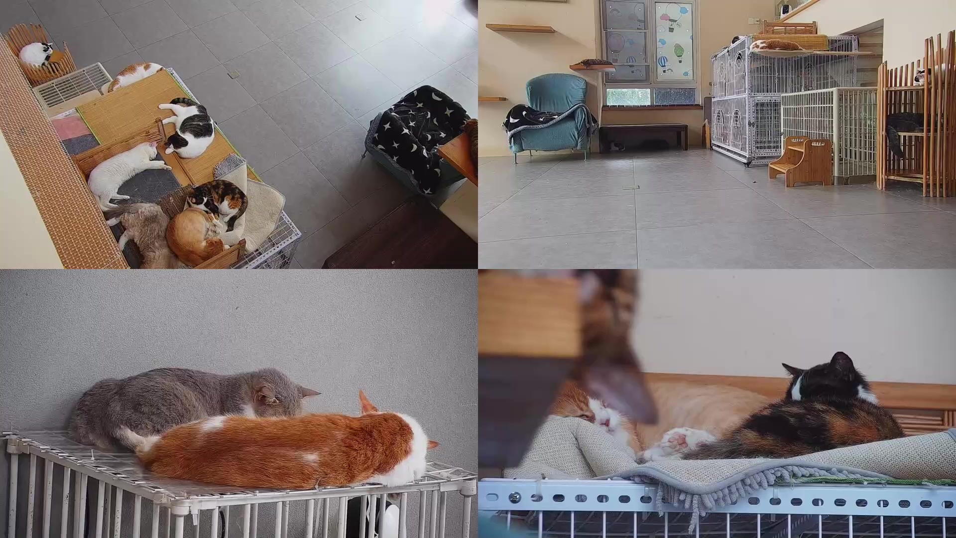 【2025-09-03 10点场】喵放送：喵放送☀️喵呜~