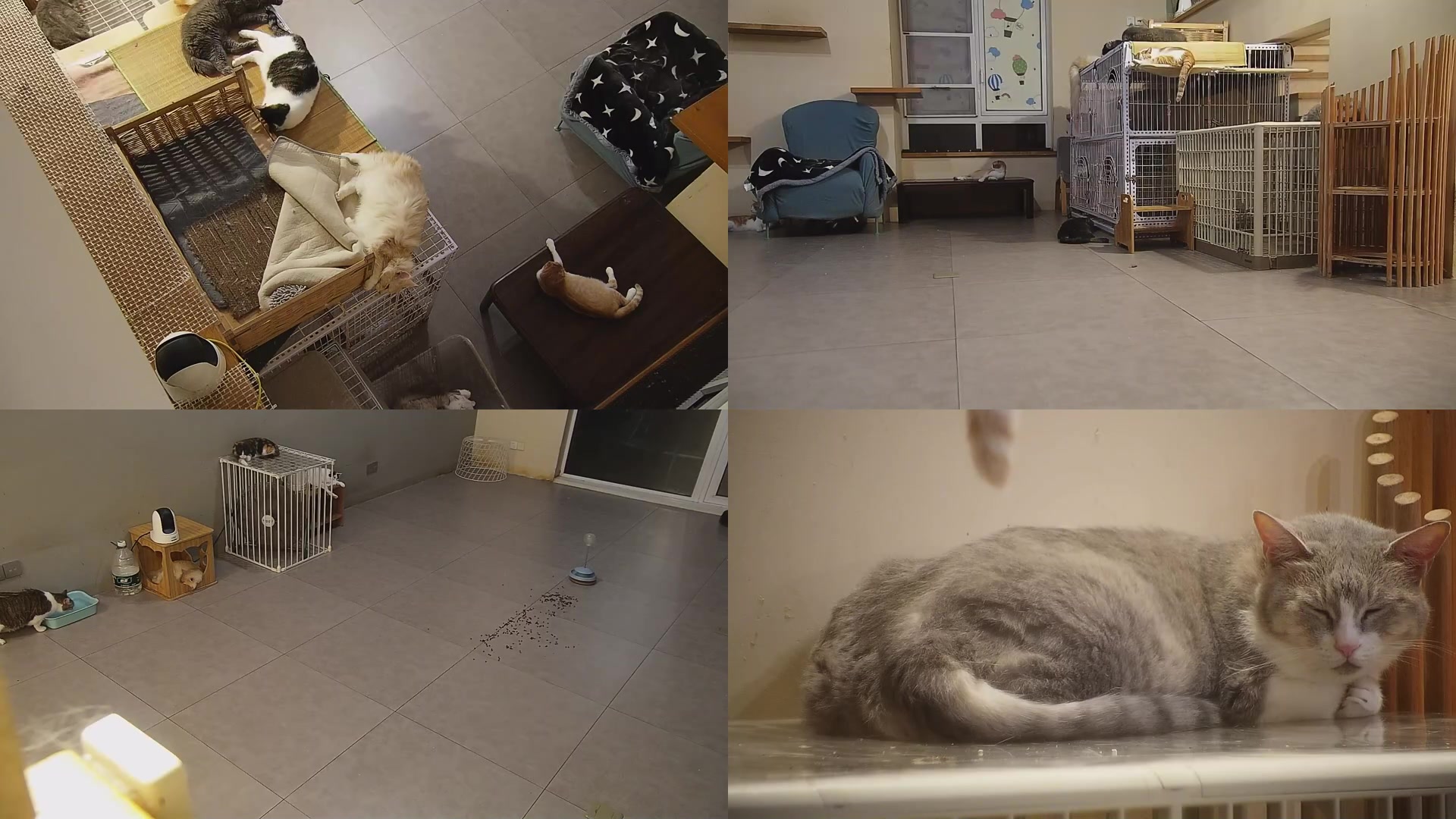 【2025-09-03 00点场】喵放送：喵放送☀️喵呜~