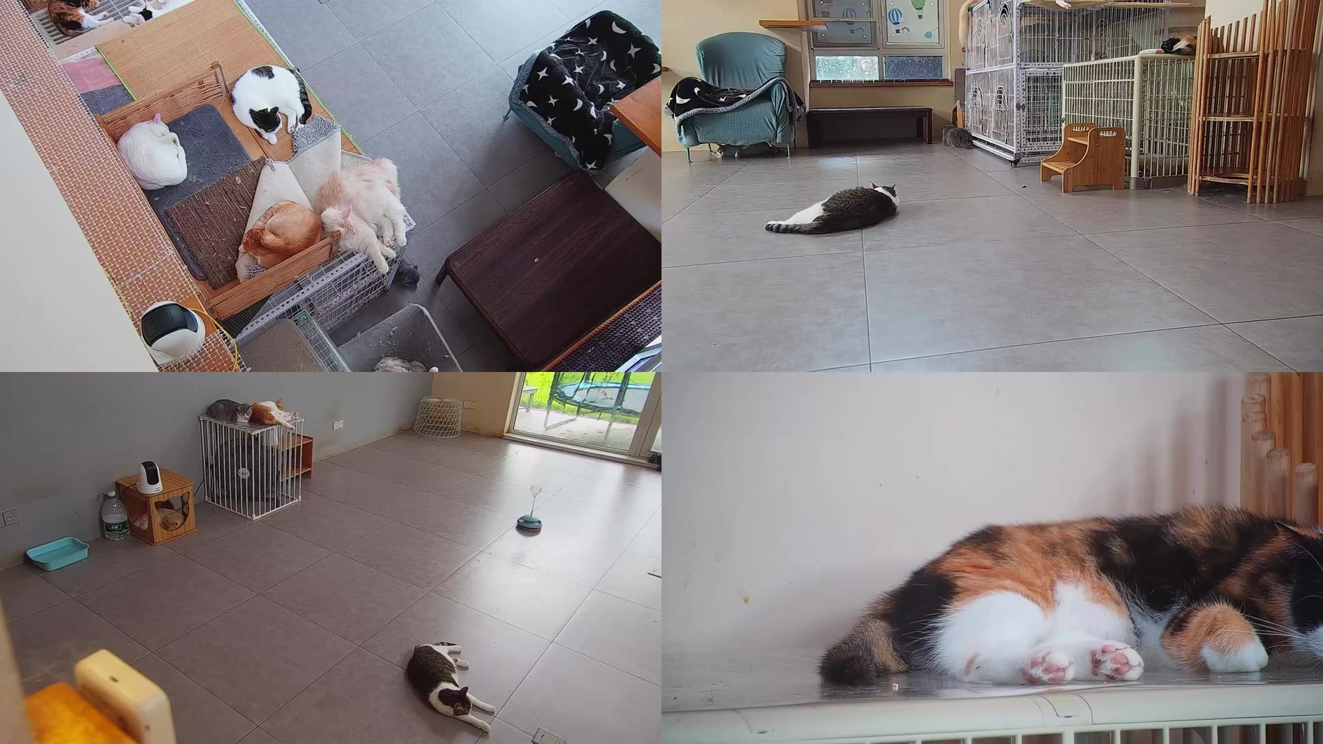 【2025-09-03 06点场】喵放送：喵放送☀️喵呜~