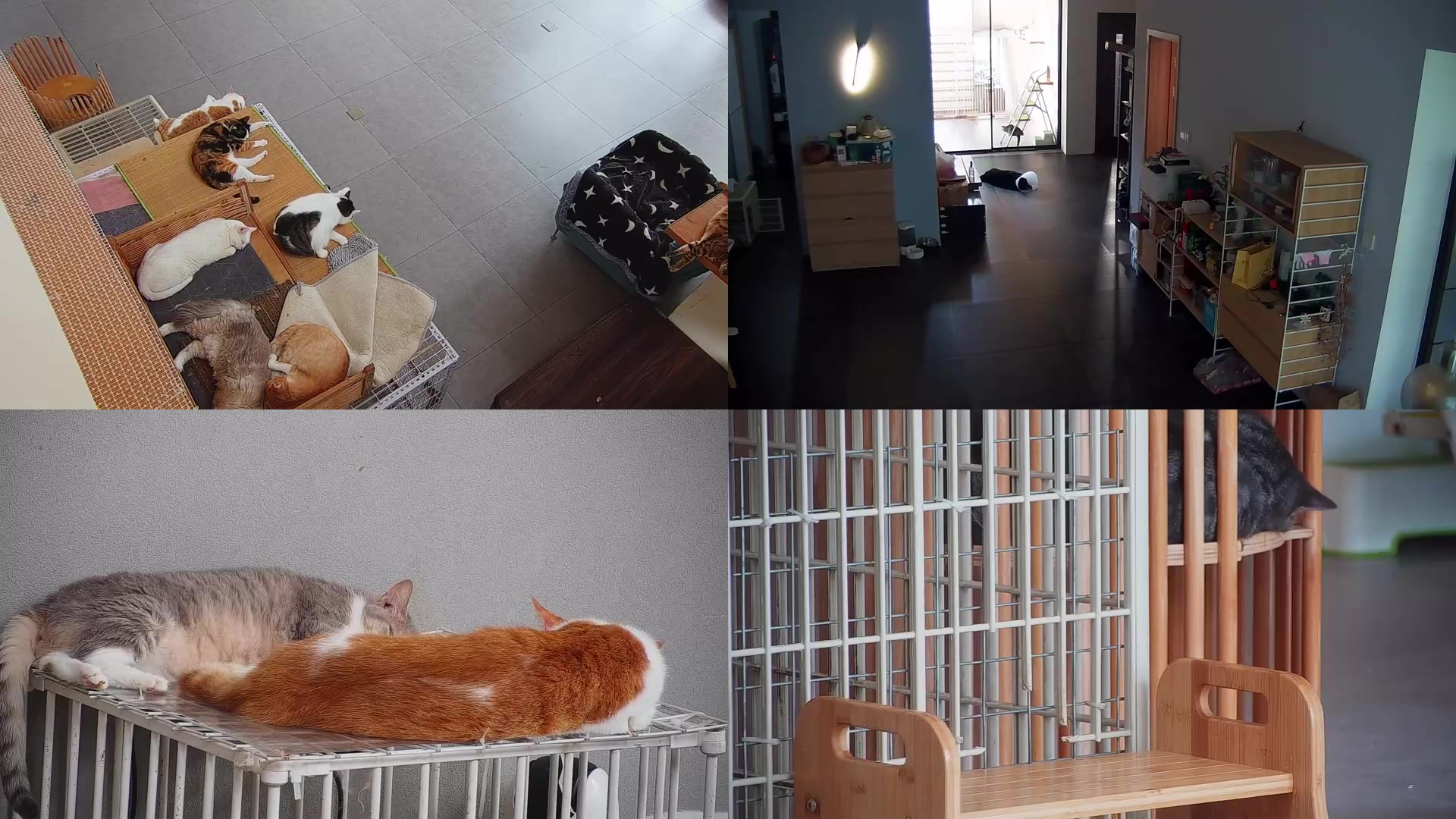 【2025-09-03 12点场】喵放送：喵放送☀️喵呜~