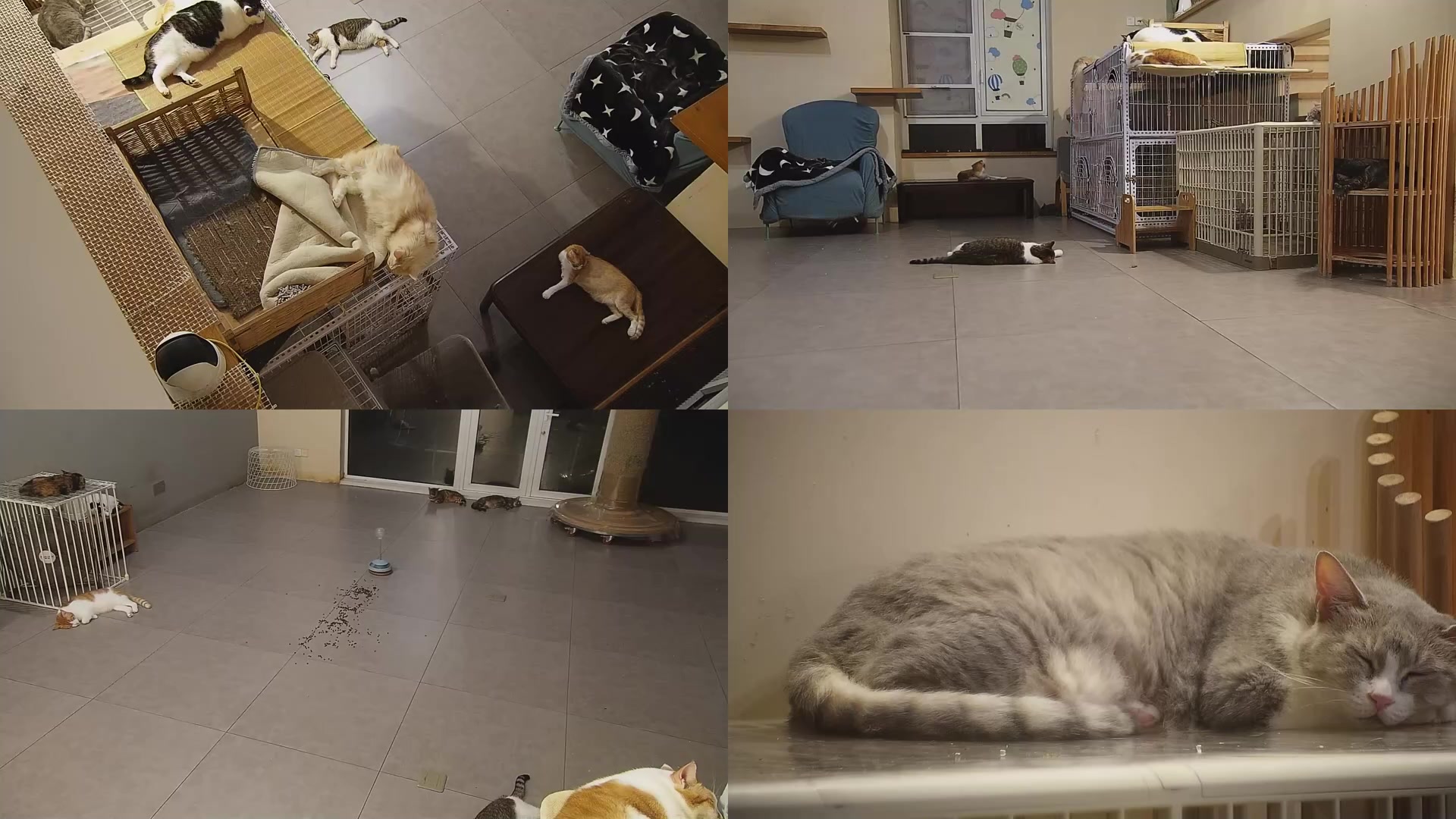 【2025-09-02 22点场】喵放送：喵放送☀️喵呜~