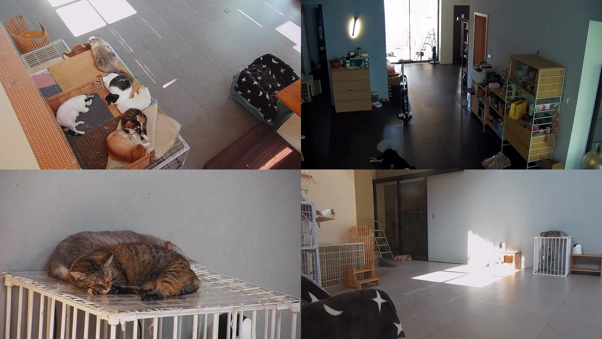 【2025-09-03 14点场】喵放送：喵放送☀️喵呜~