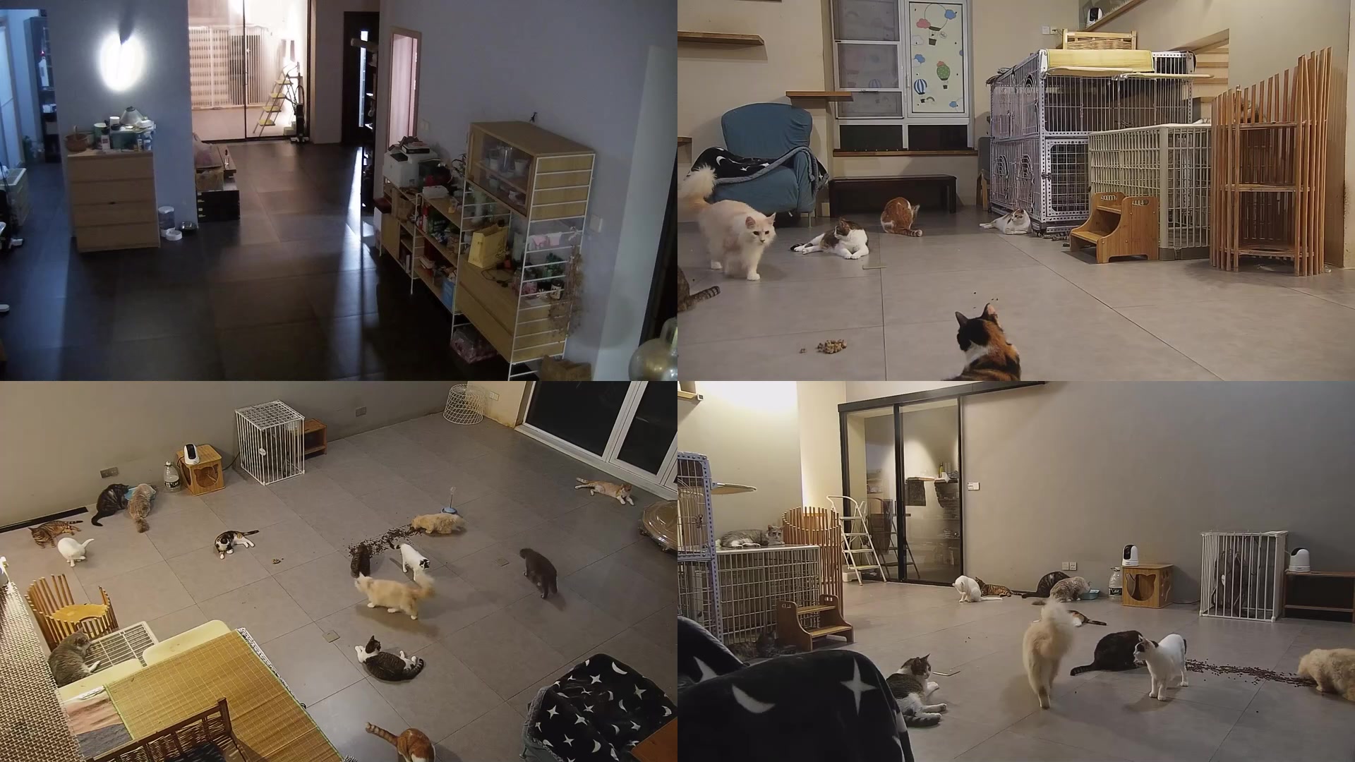 【2025-09-03 20点场】喵放送：喵放送☀️喵呜~