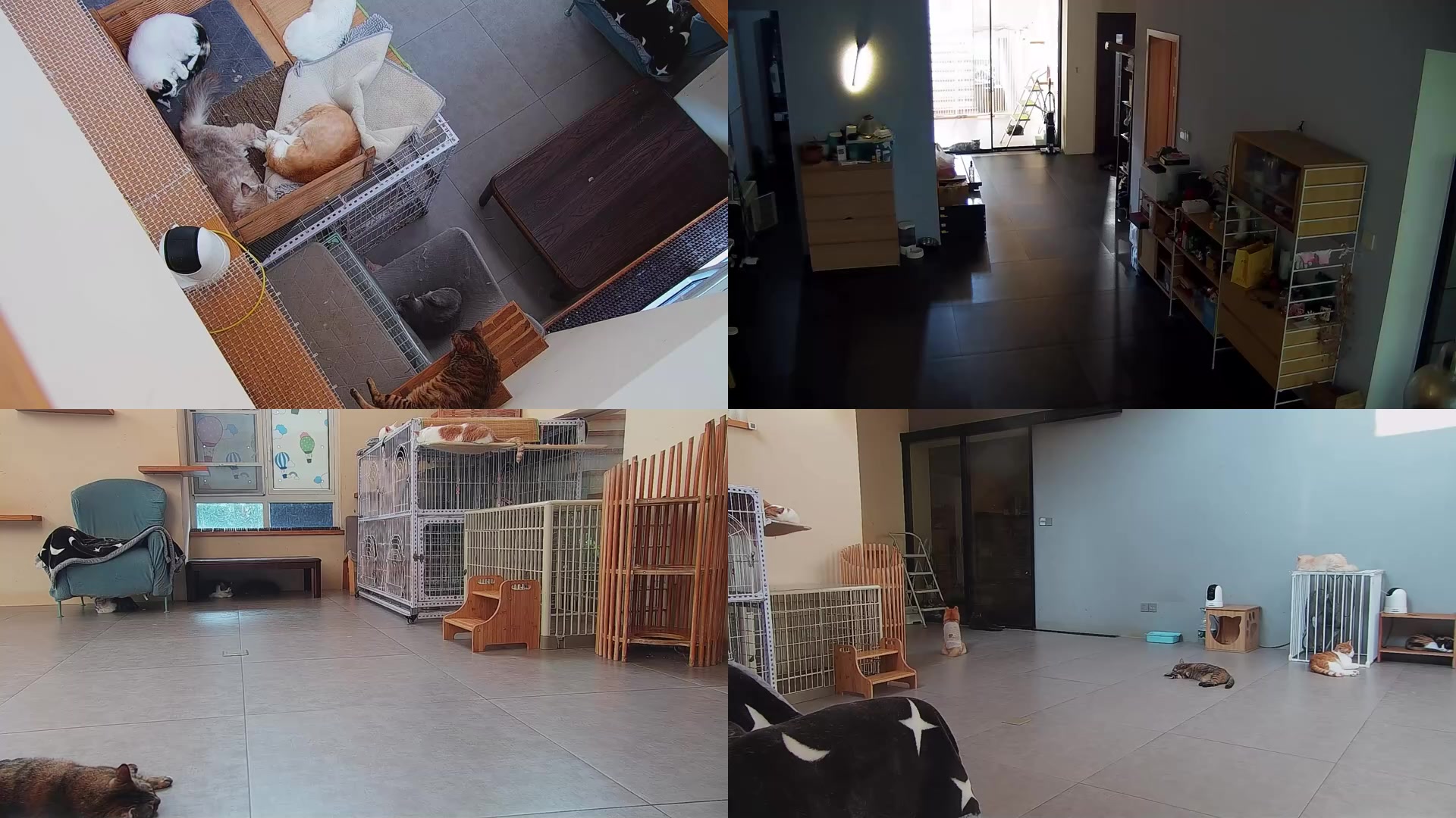 【2025-09-03 16点场】喵放送：喵放送☀️喵呜~