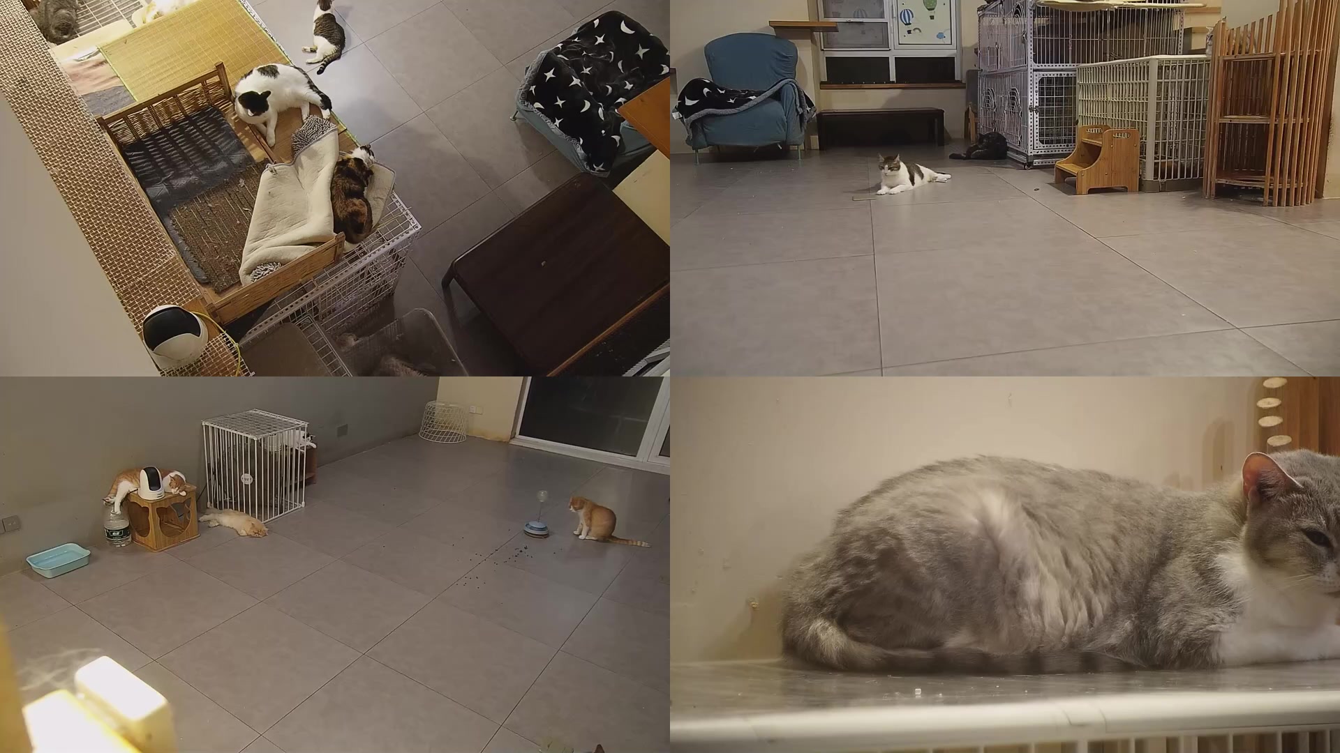 【2025-09-03 04点场】喵放送：喵放送☀️喵呜~