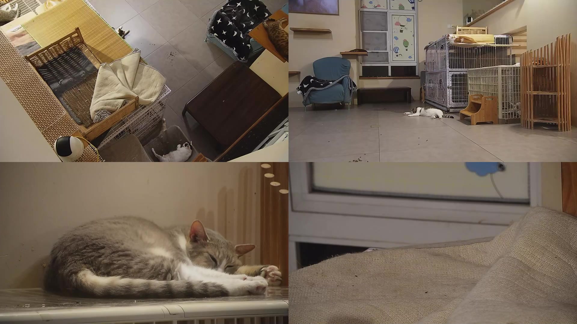 【2025-09-04 04点场】喵放送：喵放送☀️喵呜~